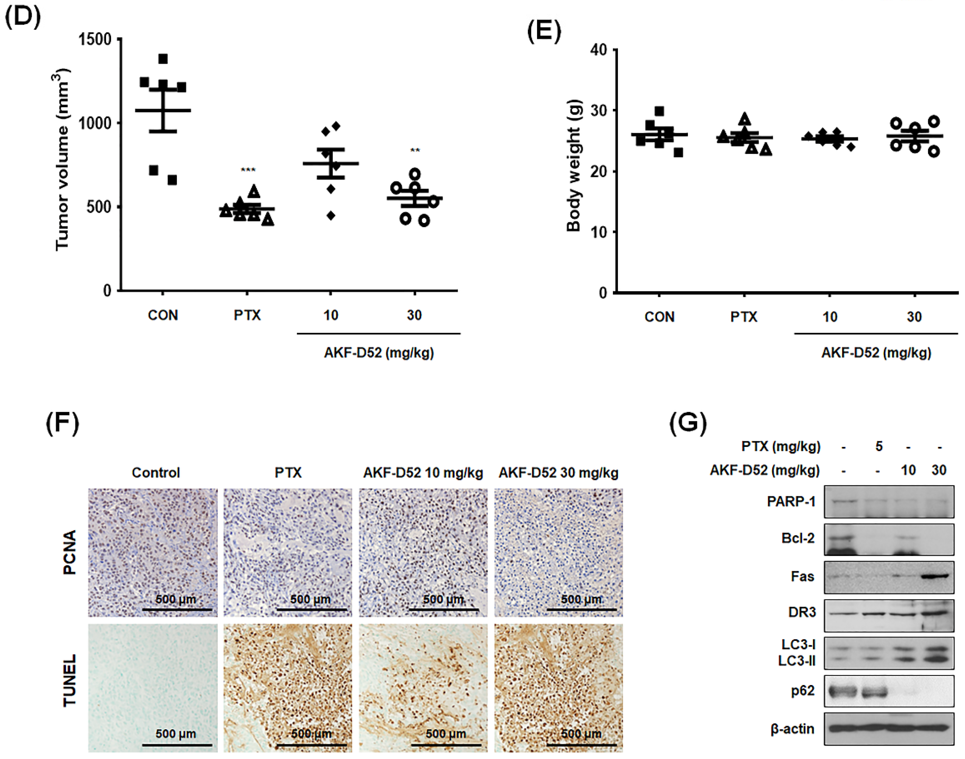 Cancers 13 05849 g007b Cancers 13 05849 g007b