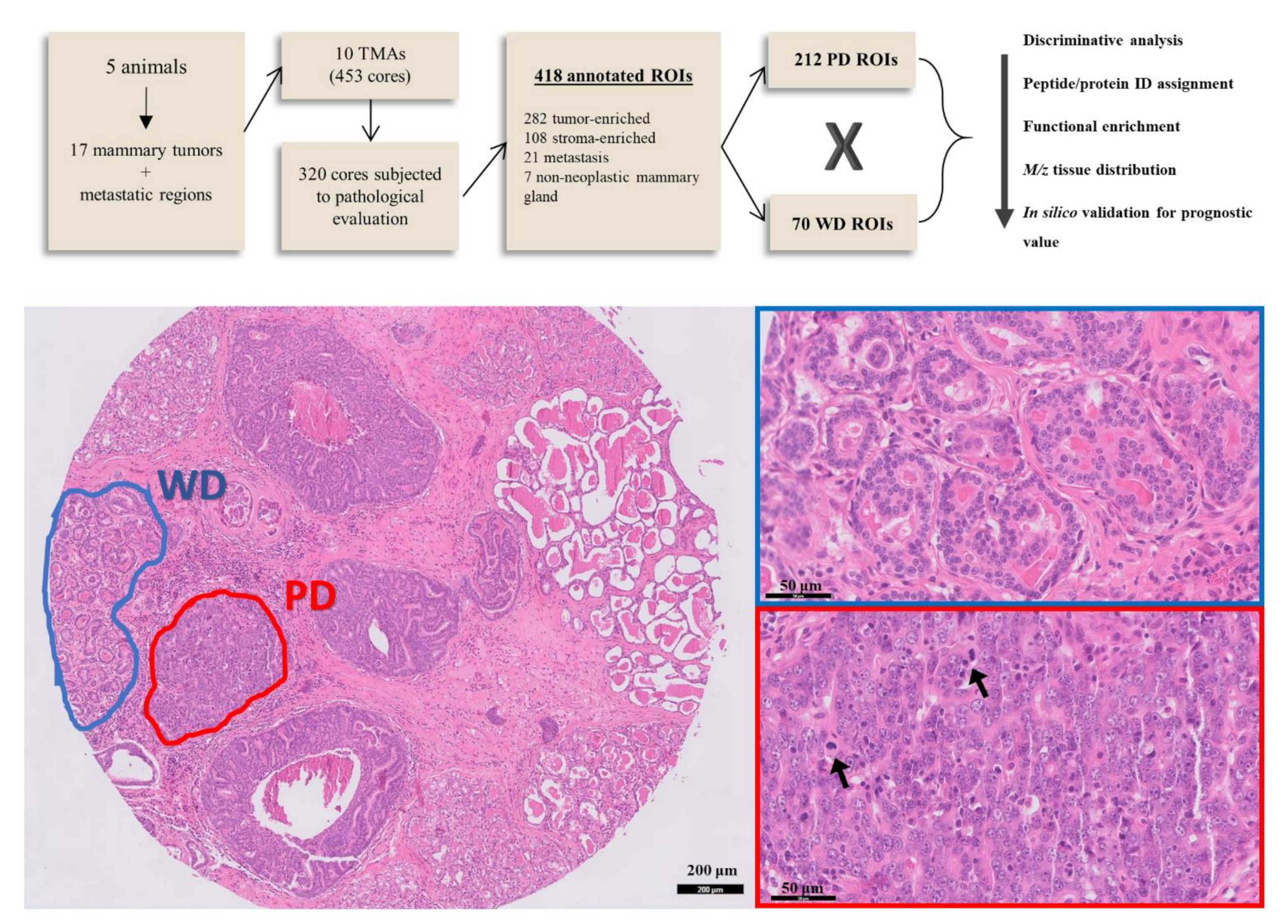 Cancers 13 05901 g001 Cancers 13 05901 g001