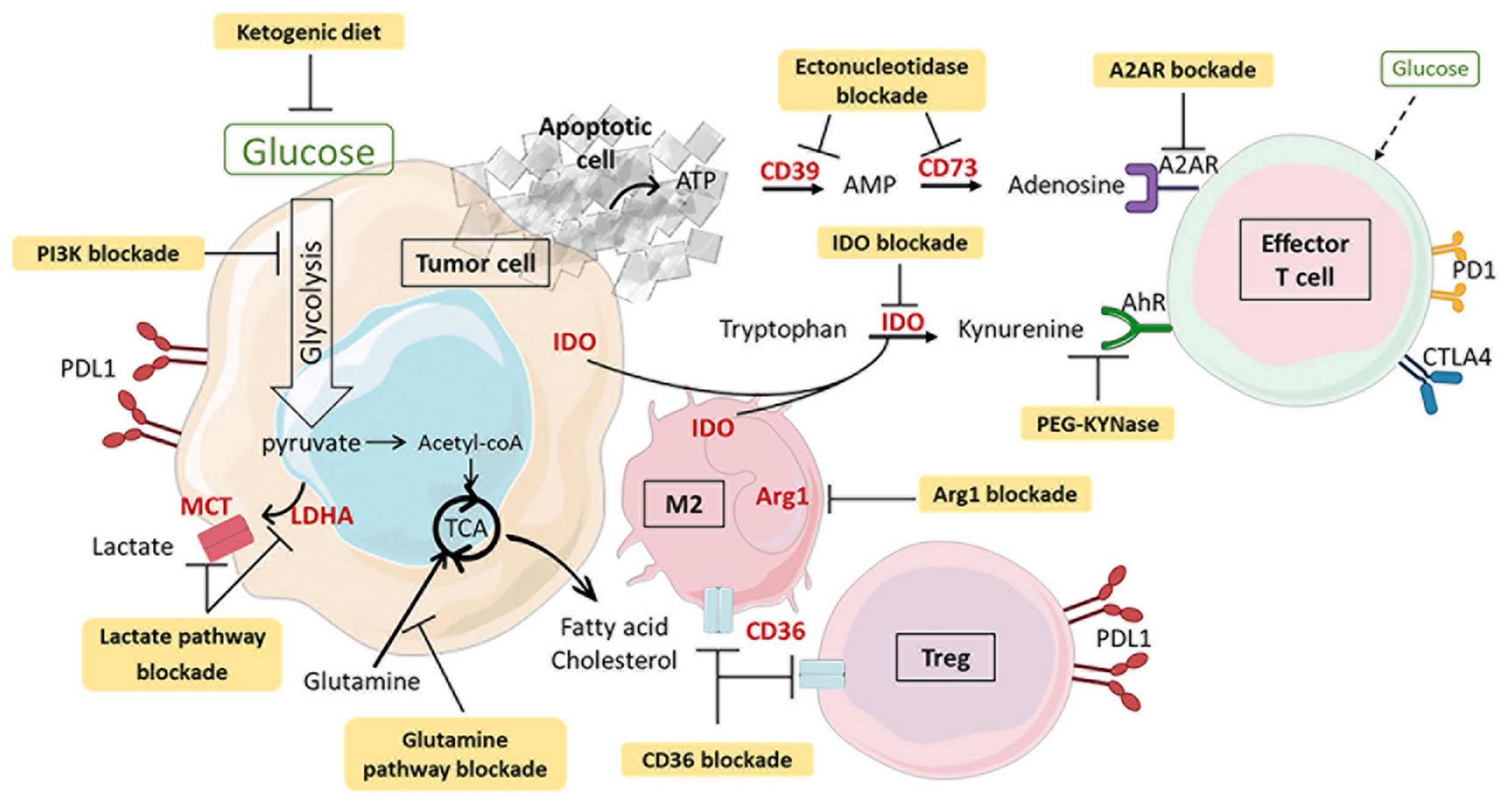 Cancers 13 05912 g006