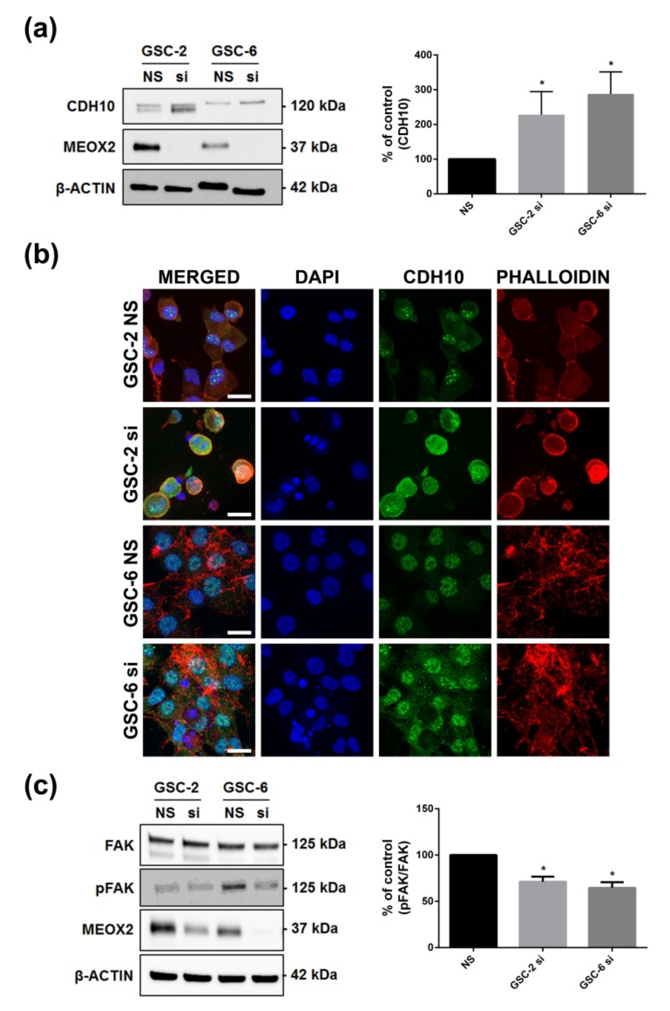 Cancers 13 05943 g007