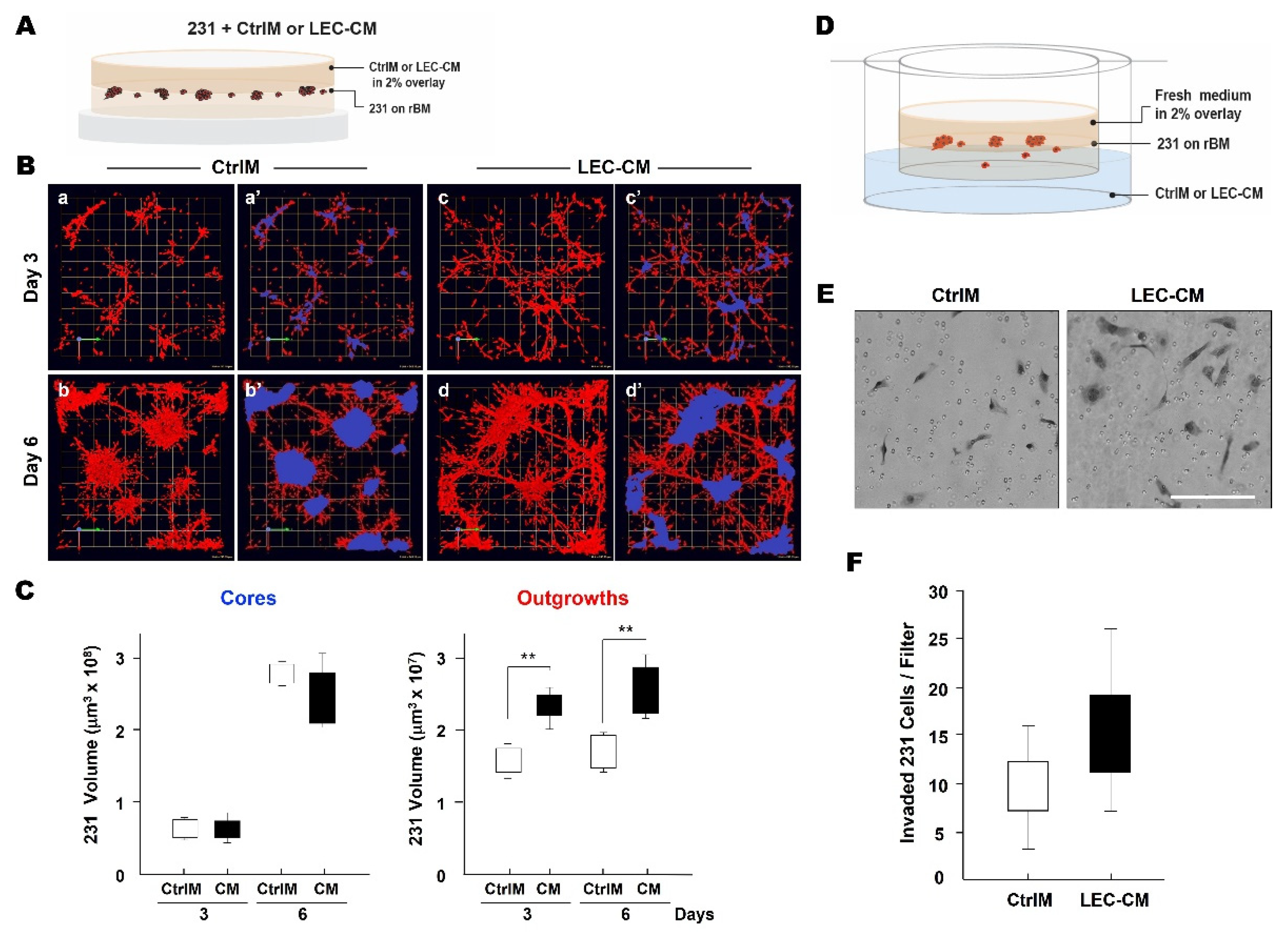 Cancers 13 06044 g004 Cancers 13 06044 g004