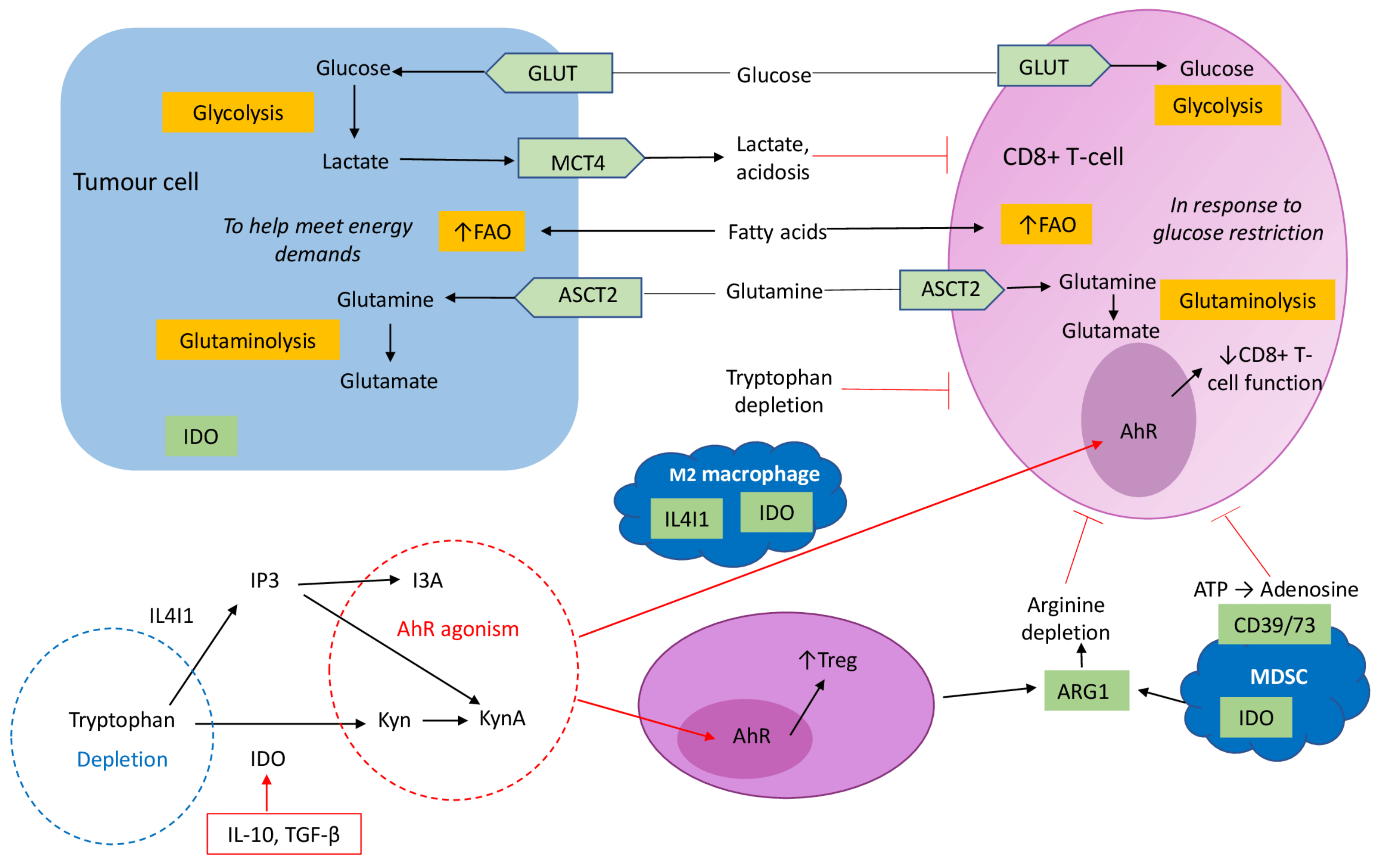 Cancers Free Full Text Barriers To Immunotherapy In Ovarian Cancer Metabolic Genomic And Immune Perturbations In The Tumour Microenvironment Html