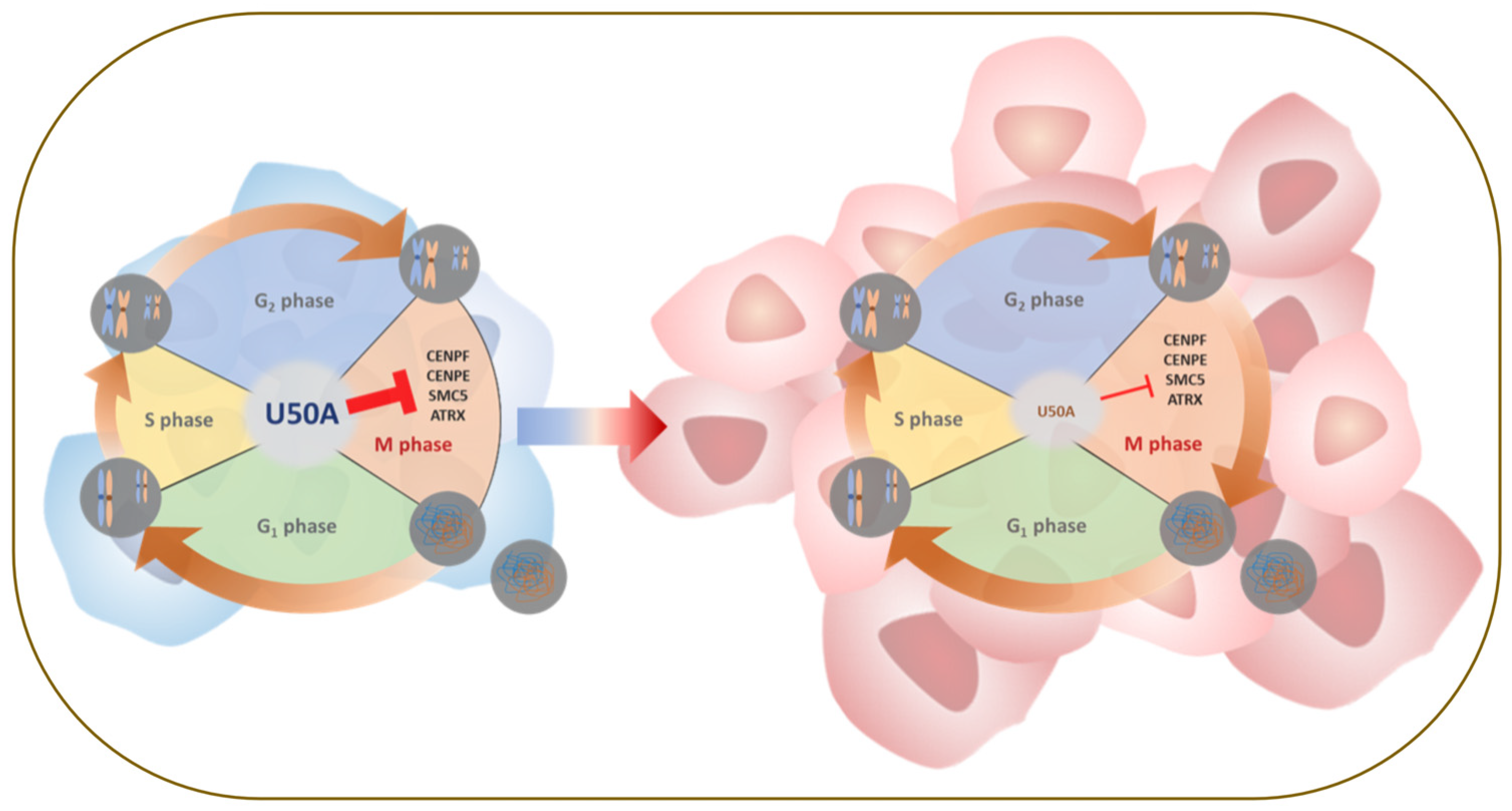 Cancers 13 06304 g006