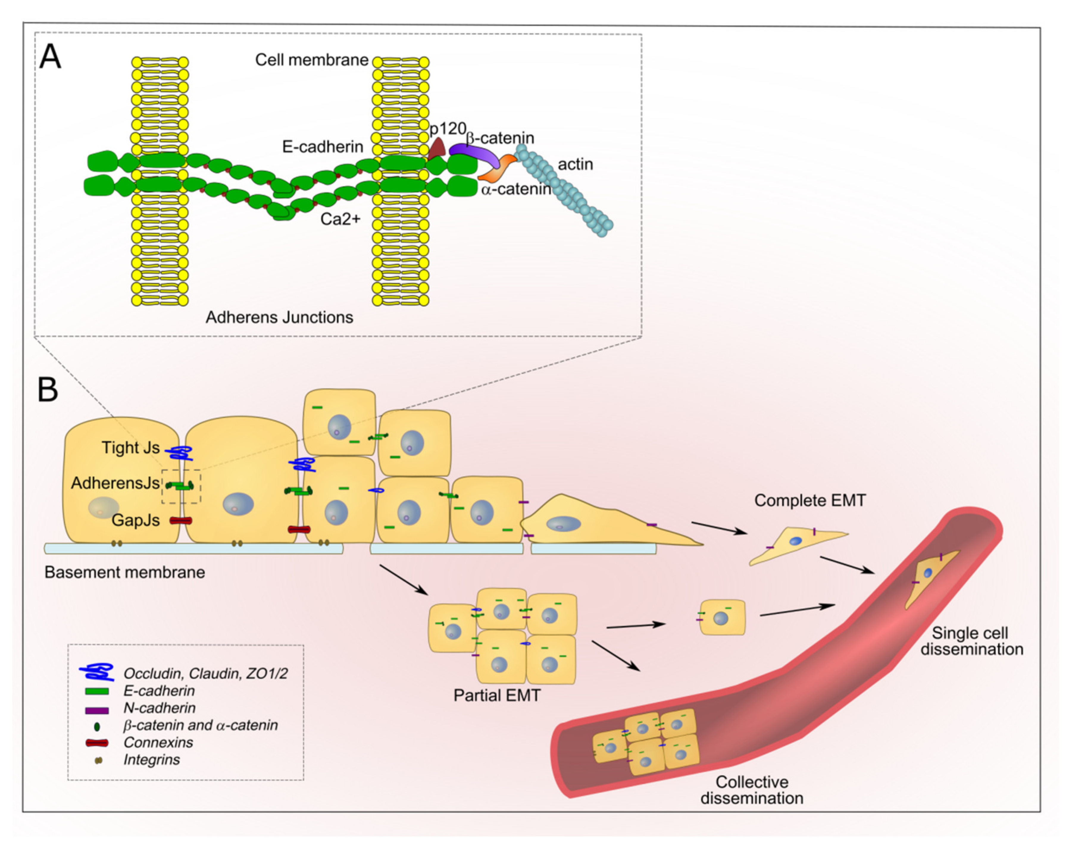 Cancers | Free Full-Text | The Autophagic Route of E-Cadherin and Cell  Adhesion Molecules in Cancer Progression | HTML