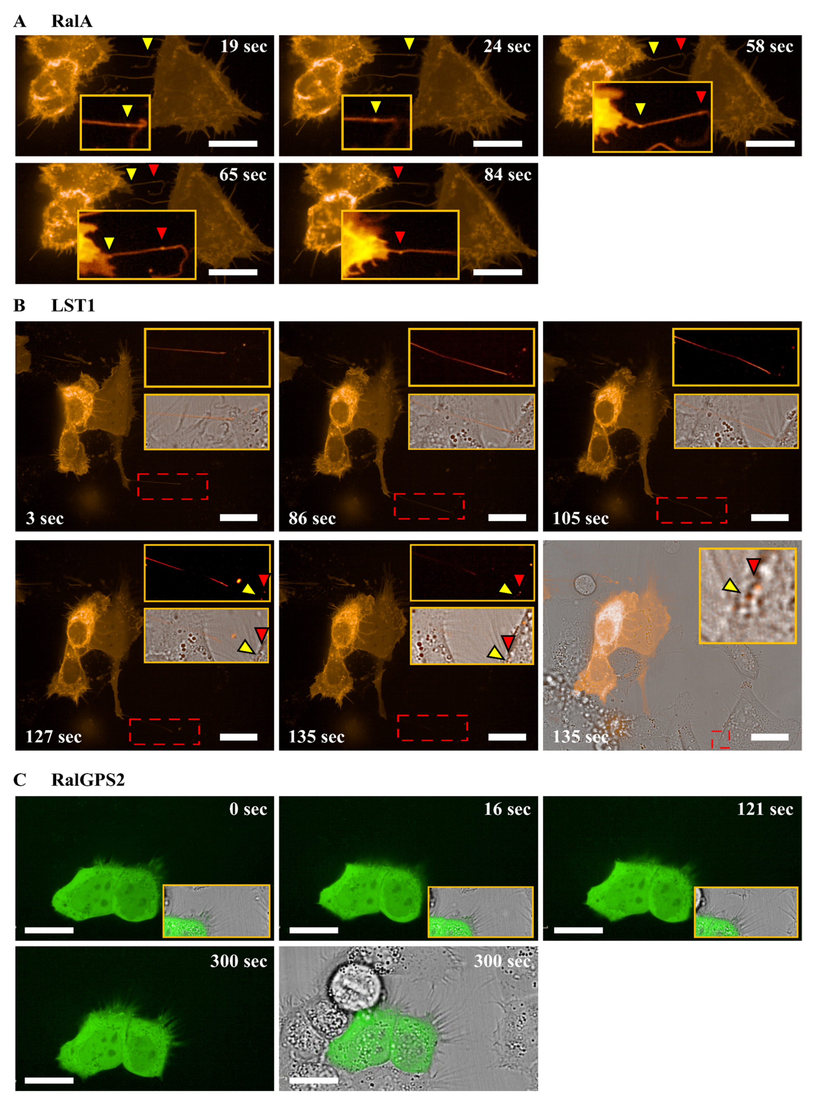 Cancers 13 06330 g006