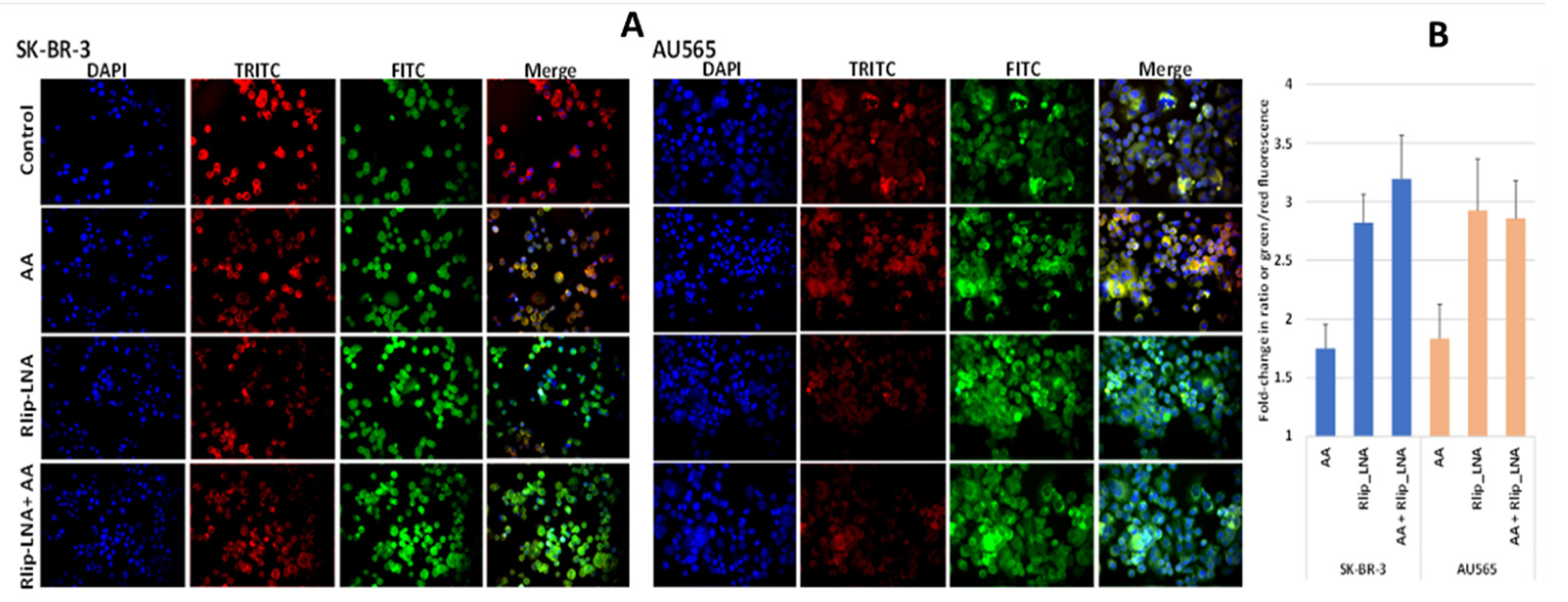 Cancers 13 06377 g002 Cancers 13 06377 g002