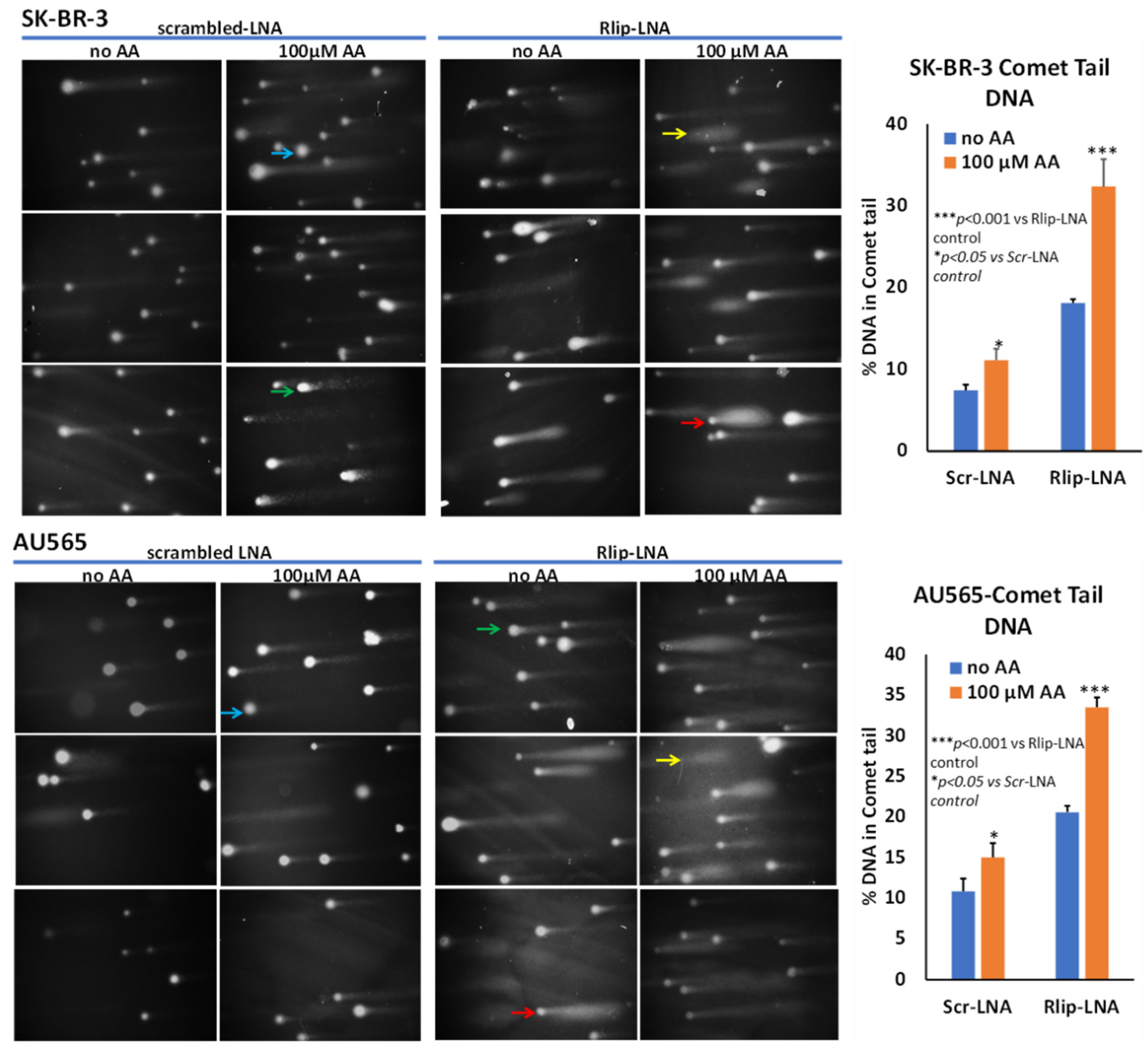 Cancers 13 06377 g006 Cancers 13 06377 g006