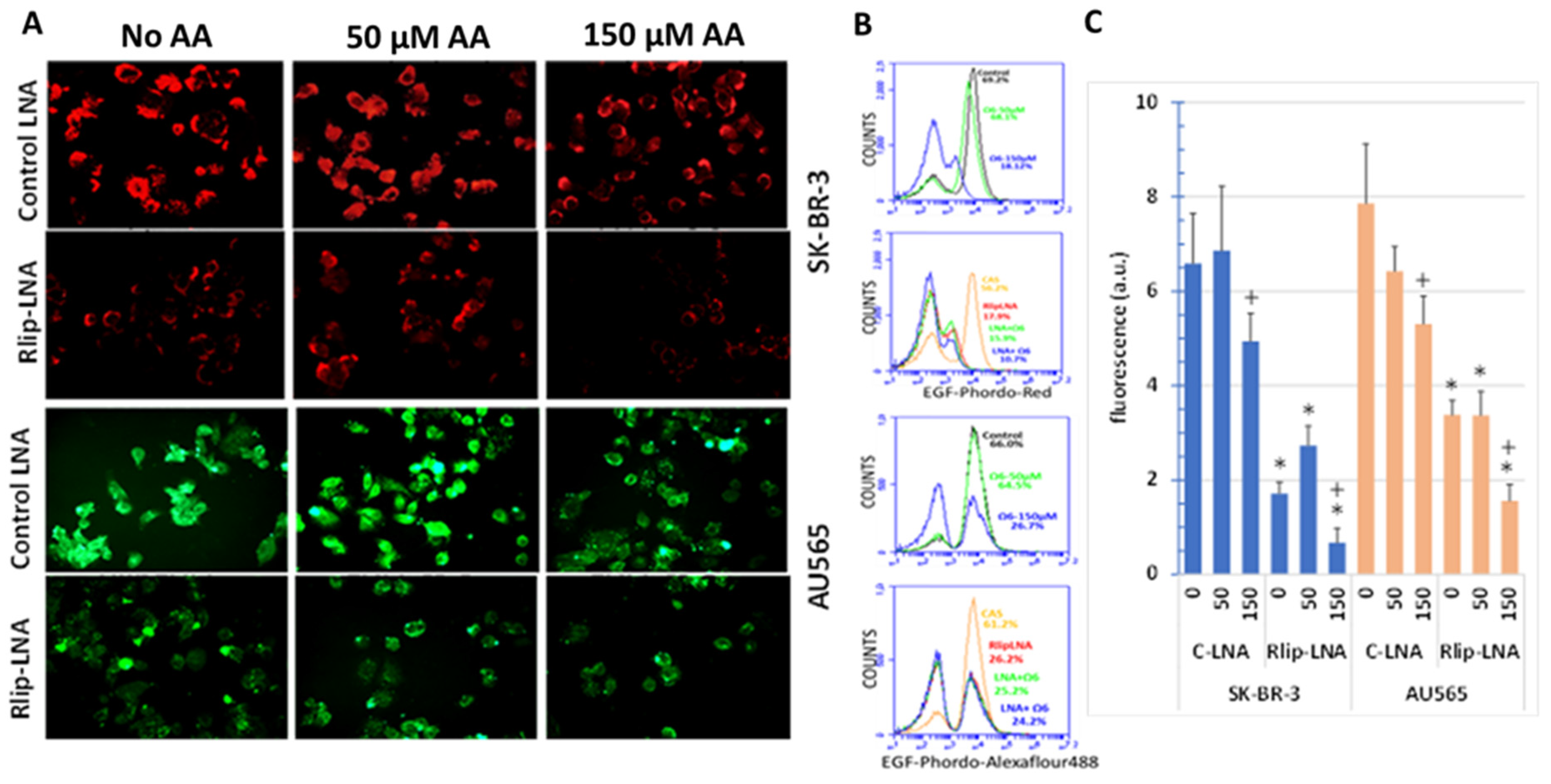 Cancers 13 06377 g011 Cancers 13 06377 g011