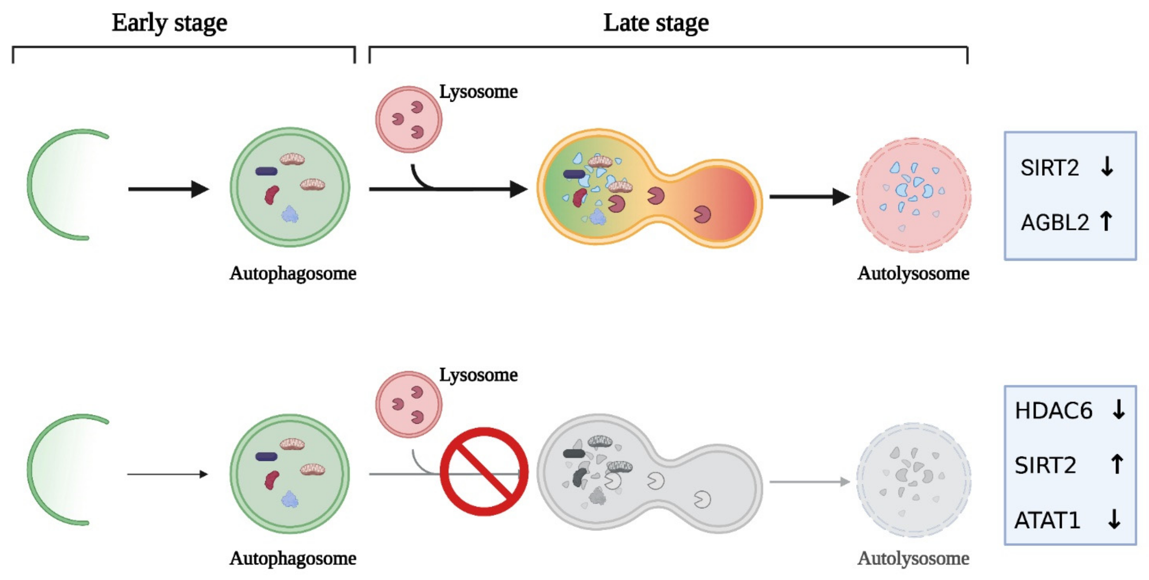 Cancers 14 00006 g004 Cancers 14 00006 g004
