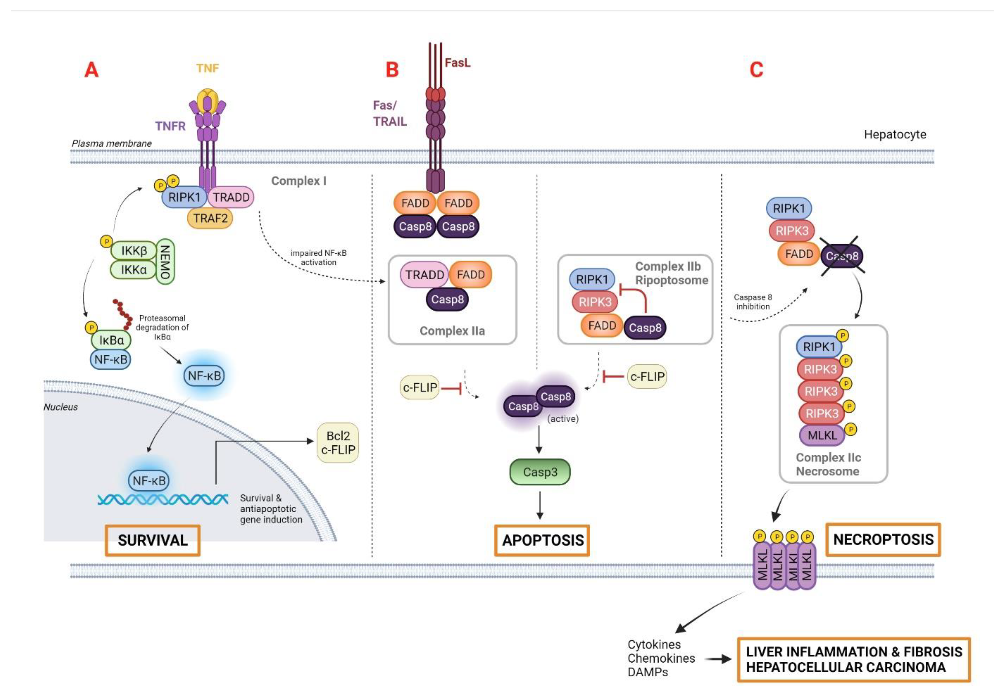 Cancers 14 00048 g001