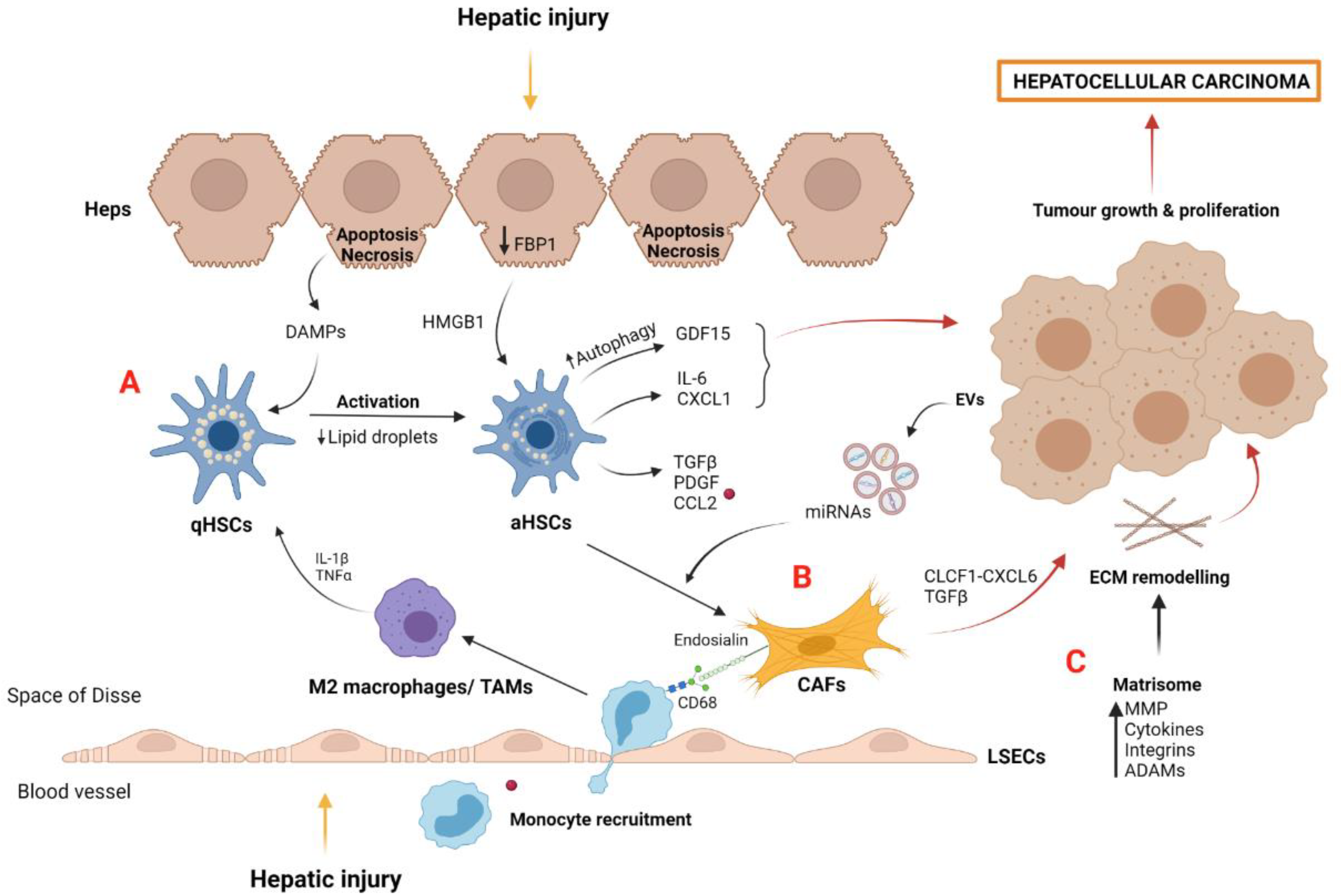 Cancers 14 00048 g003
