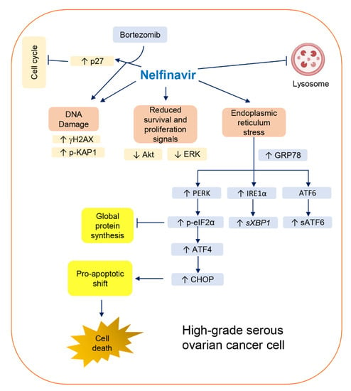 The effects of Nelfinavir on ER stress, metabolic stress and autophagy