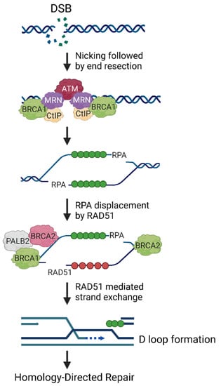 Cancers | Free Full-Text | BRCA1 and Metastasis: Outcome of