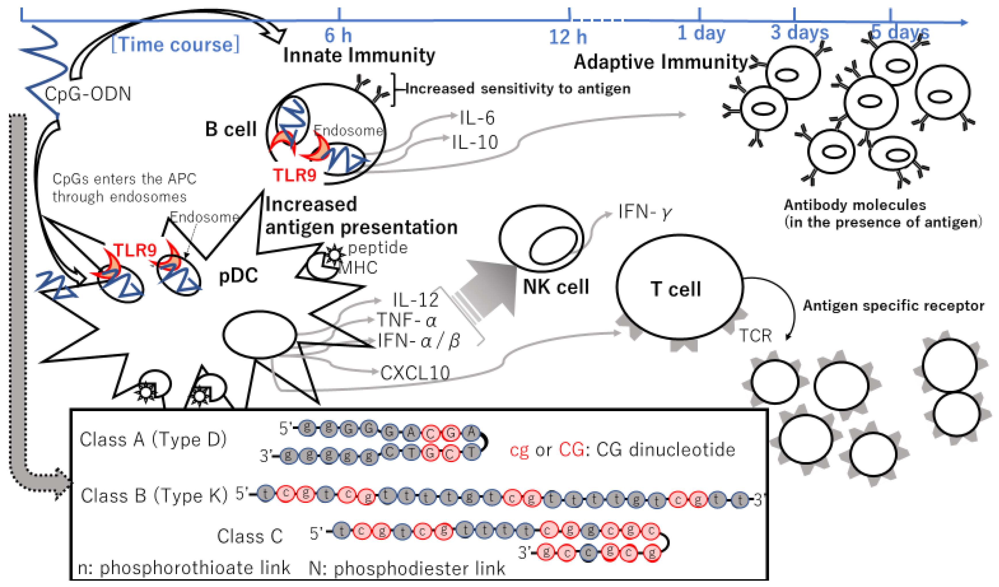 Cancers | Free Full-Text | Approaches of the Innate Immune System to  Ameliorate Adaptive Immunotherapy for B-Cell Non-Hodgkin Lymphoma in Their  Microenvironment | HTML