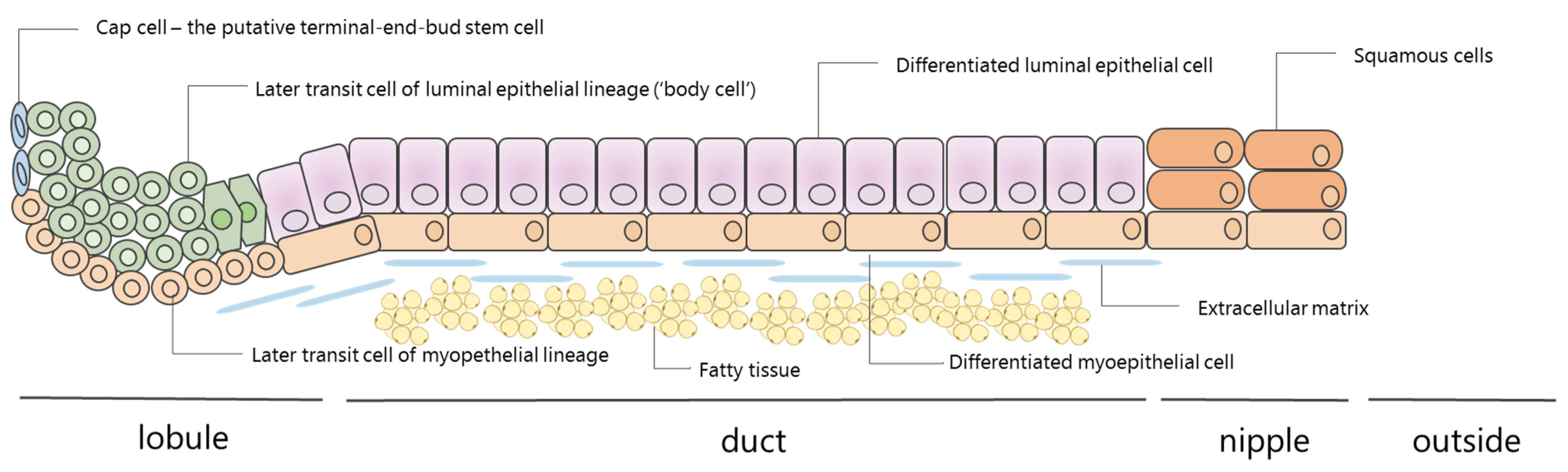 Cellular and hormonal content of breast nipple aspirate fluid in relation  to the risk of breast cancer