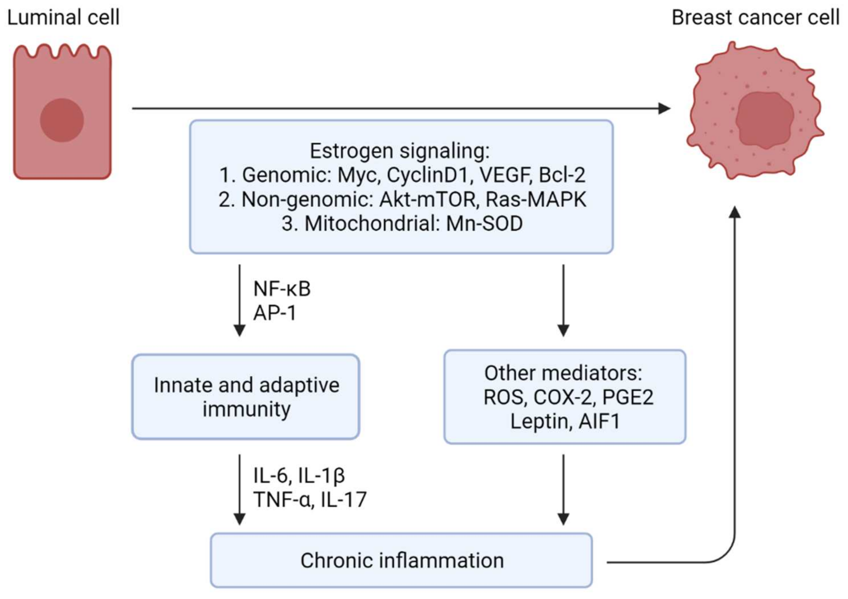 Cancers | Free Full-Text | Natural and Synthetic Estrogens in Chronic  Inflammation and Breast Cancer