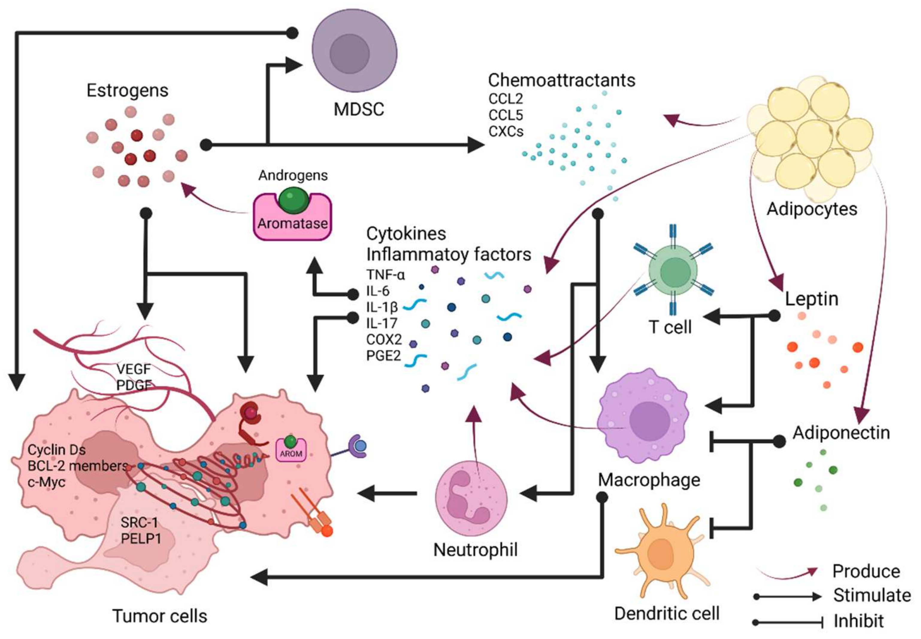 Cancers | Free Full-Text | Natural and Synthetic Estrogens in Chronic ...