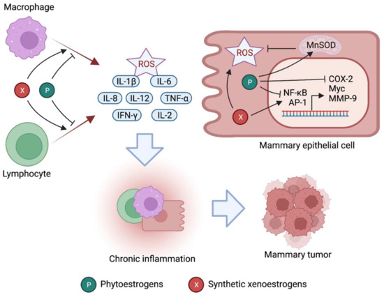 Cancers | Free Full-Text | Natural and Synthetic Estrogens in Chronic ...