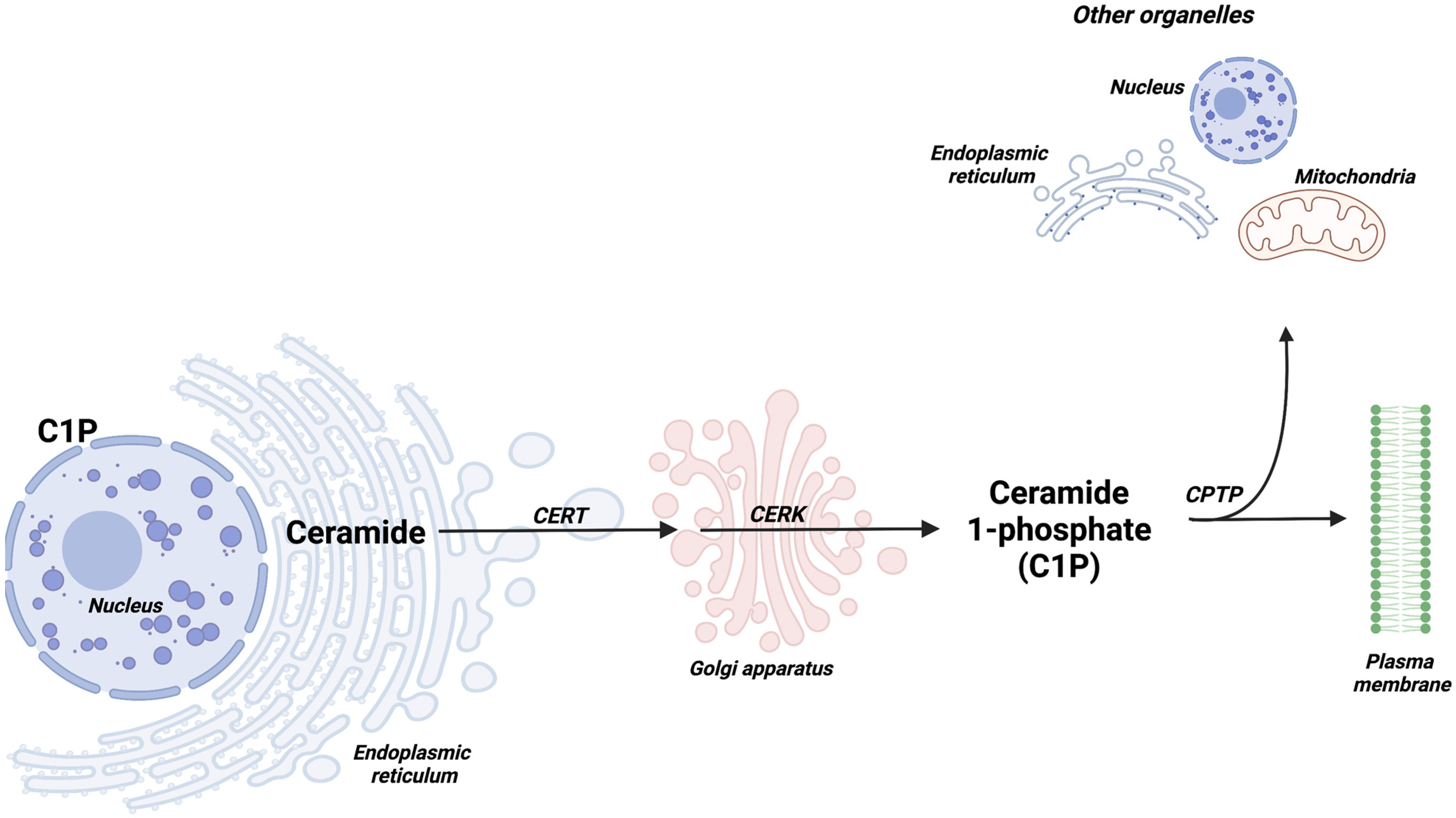 Cancers 14 00227 g002
