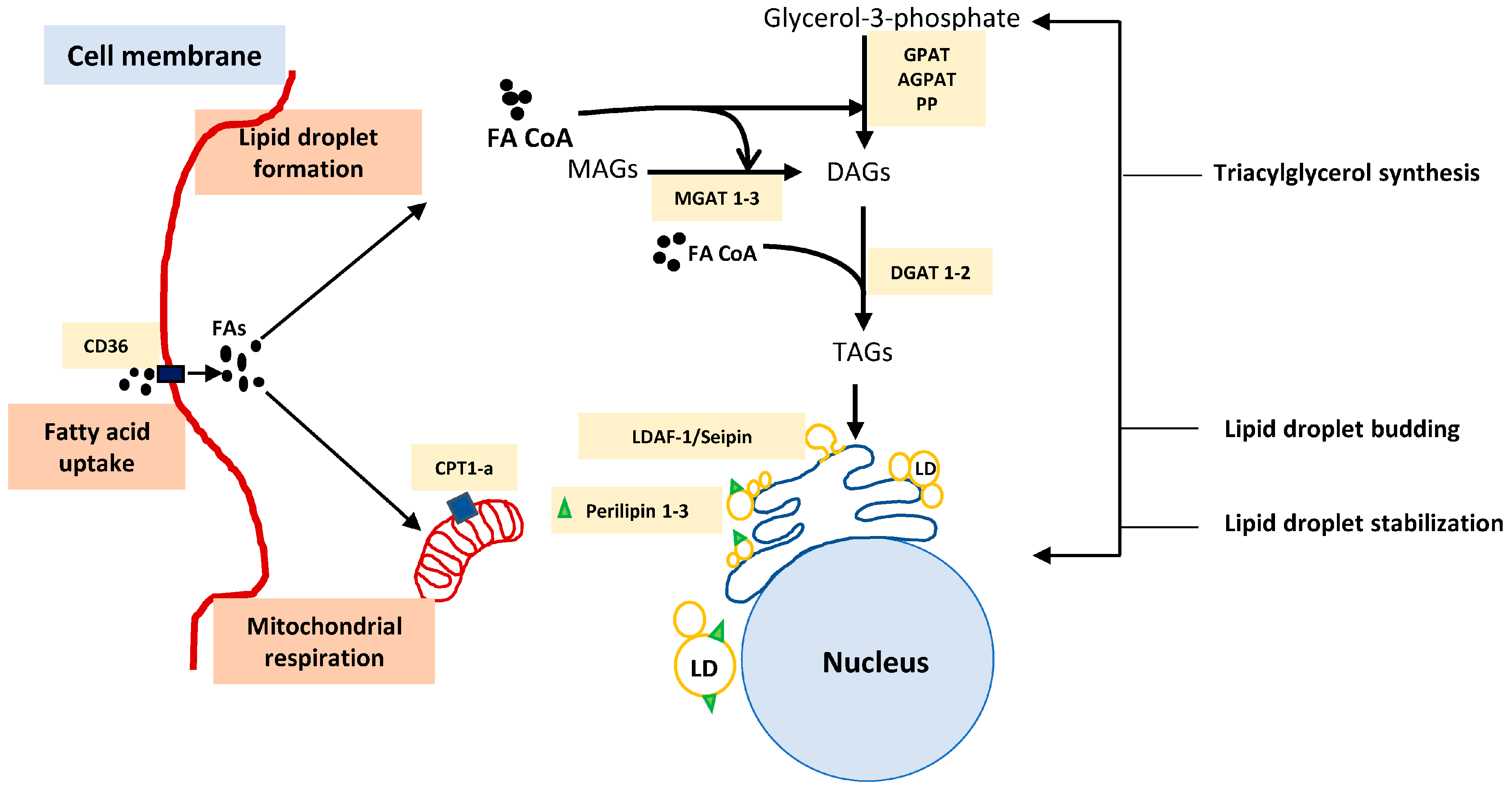 Cancers 14 00250 g002