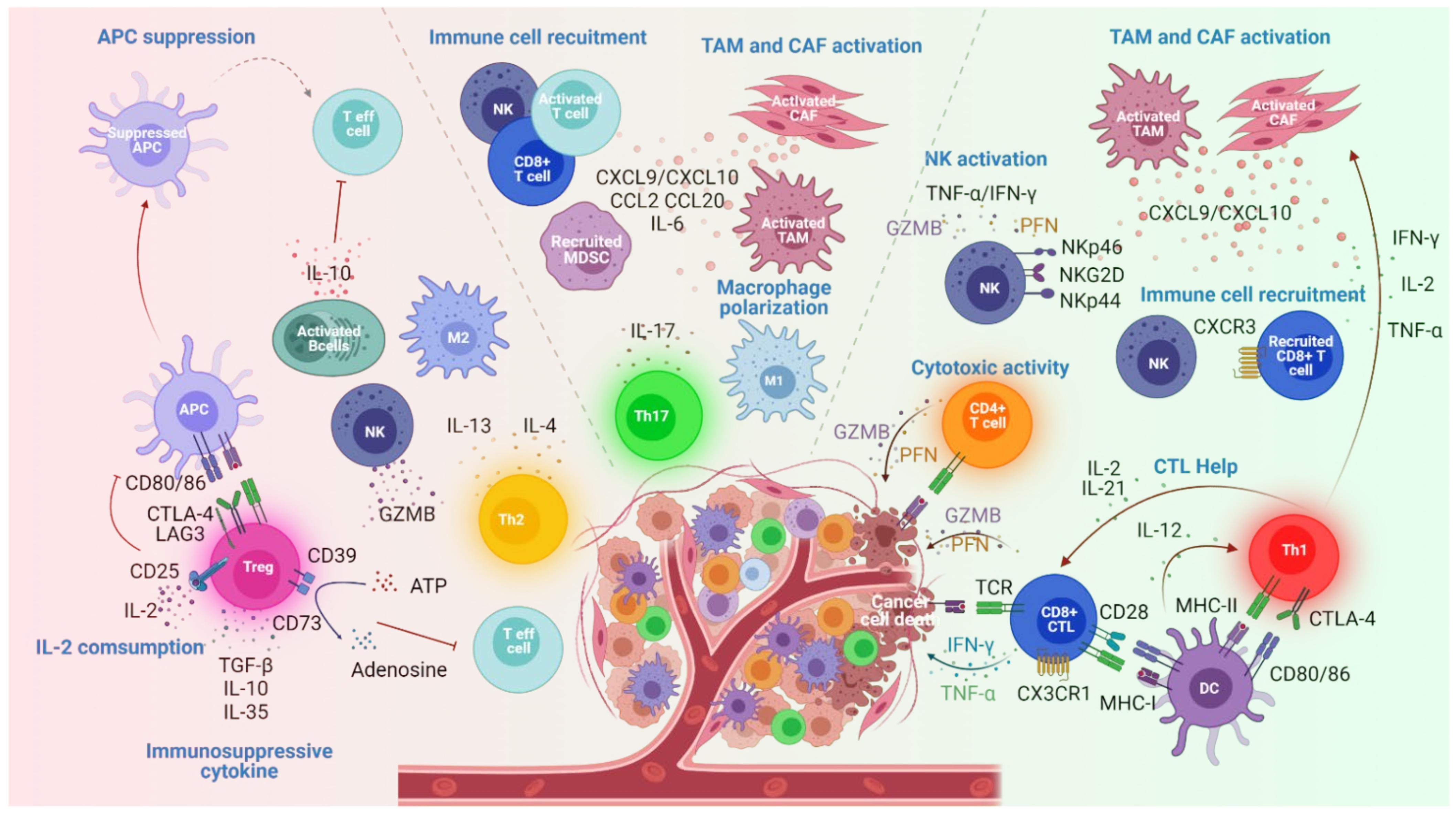 Cancers | Free Full-Text | Harnessing Antitumor CD4+ T Cells for Cancer  Immunotherapy | HTML