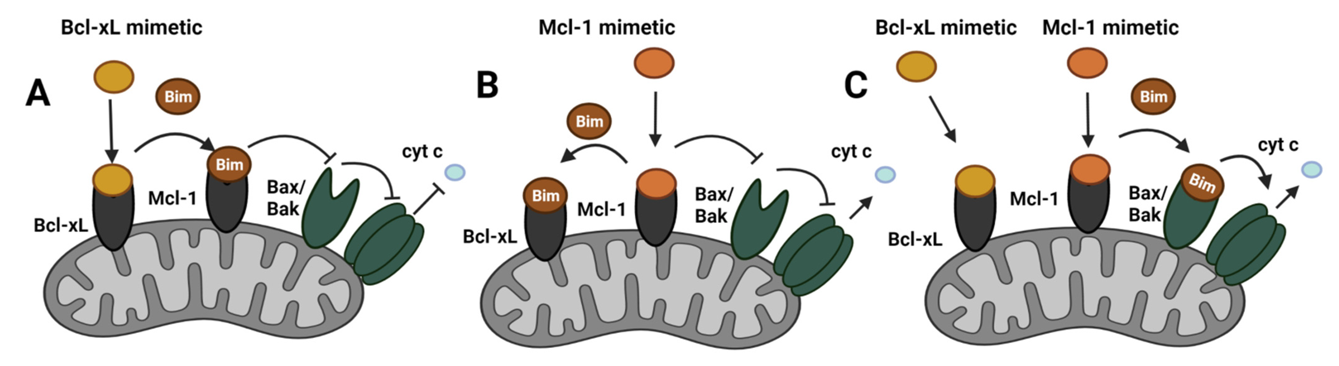 Cancers | Free Full-Text | Regulation Of Bcl-2 Family Proteins In ...