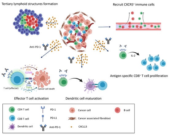 Cancers | Free Full-Text | Potential Role of CXCL13/CXCR5 Signaling in ...