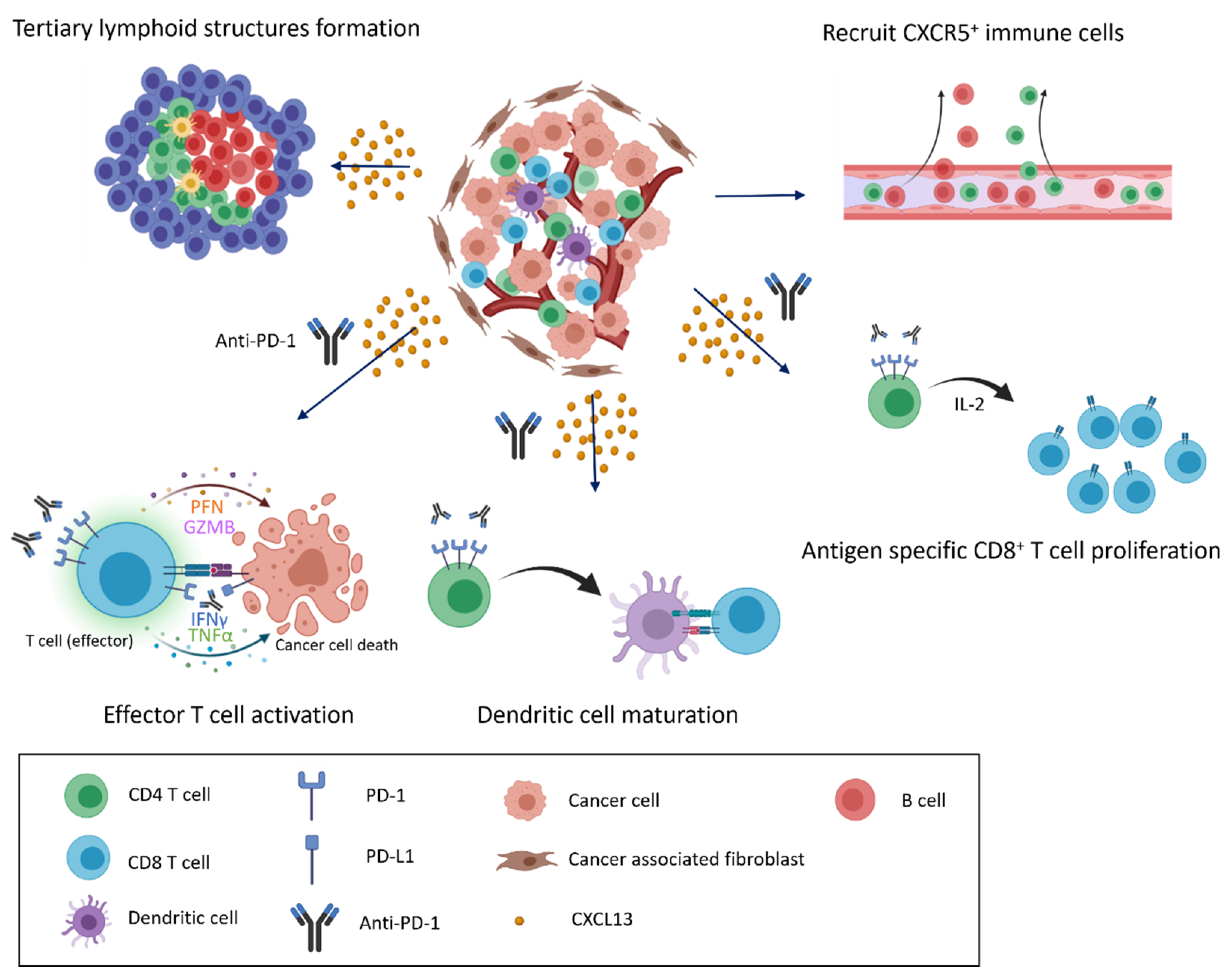 Cancers | Free Full-Text | Potential Role Of CXCL13/CXCR5 Signaling In ...