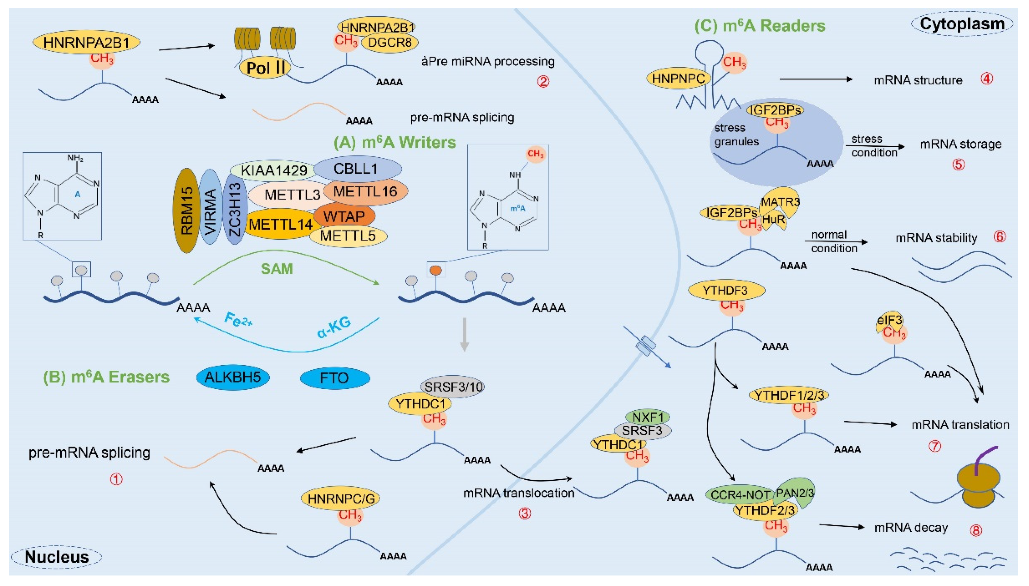 Cancers 14 00332 g002