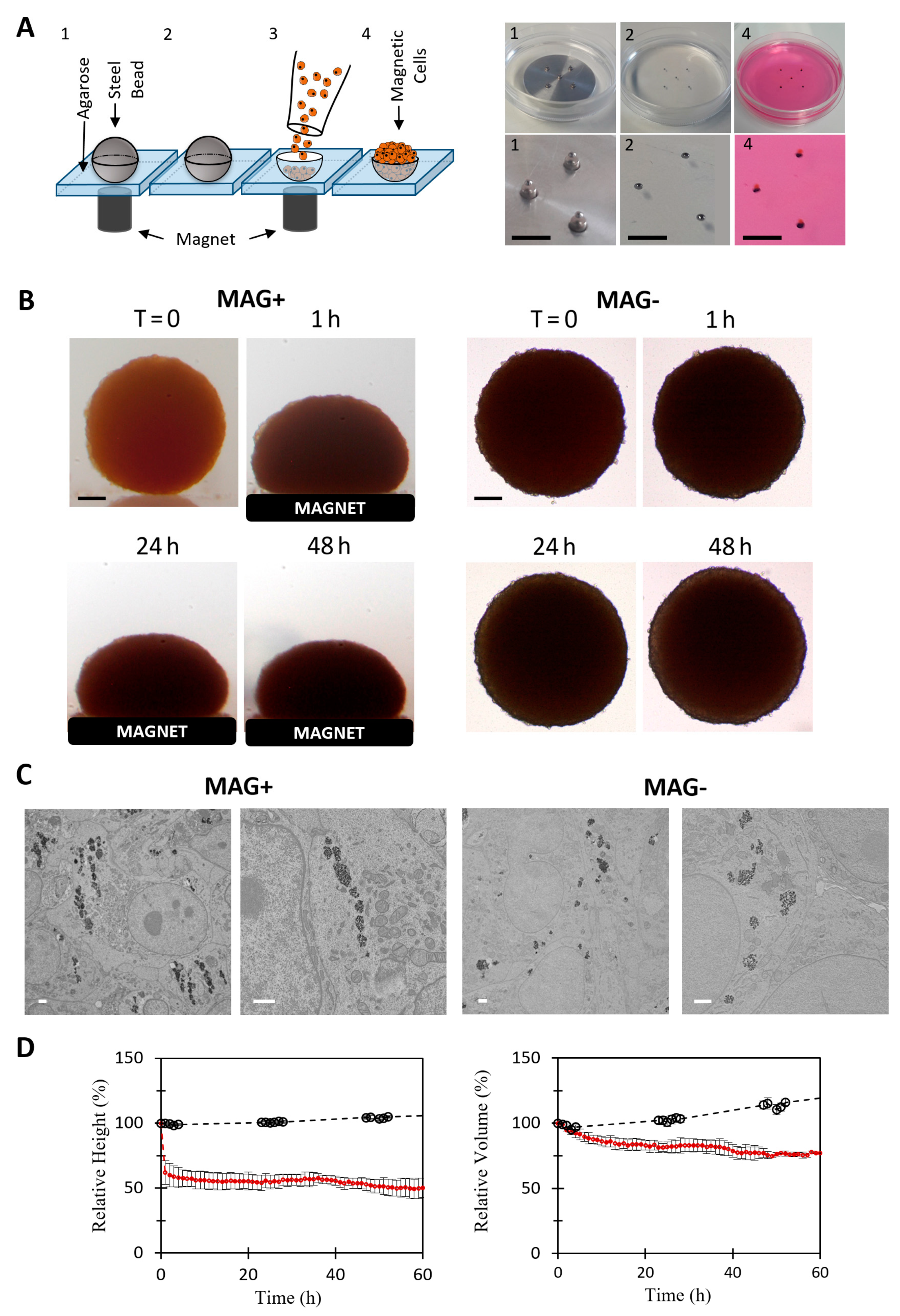 Cancers | Free Full-Text | Magnetic Compression of Tumor Spheroids  Increases Cell Proliferation In Vitro and Cancer Progression In Vivo | HTML