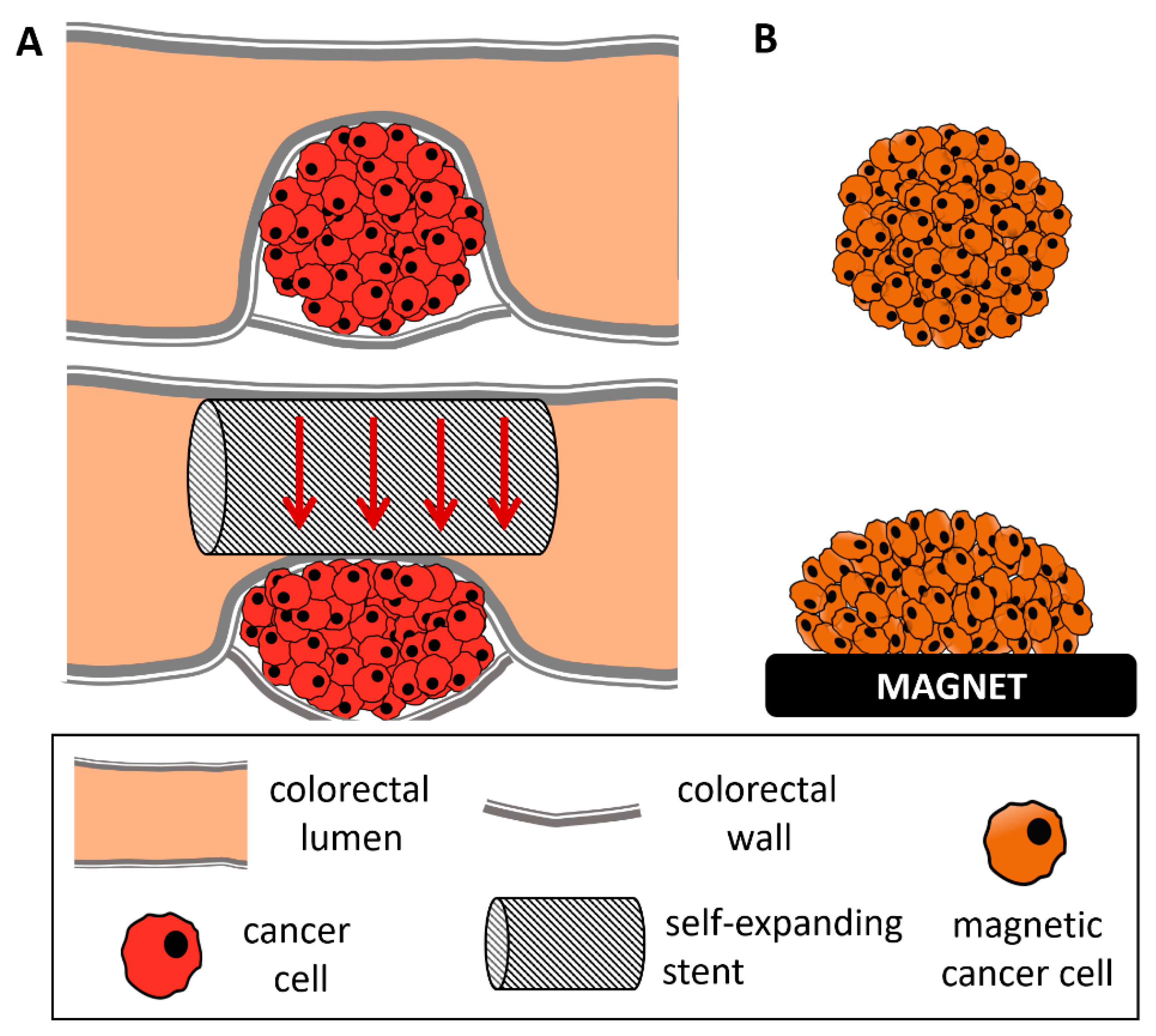 Cancers | Free Full-Text | Magnetic Compression of Tumor Spheroids  Increases Cell Proliferation In Vitro and Cancer Progression In Vivo | HTML
