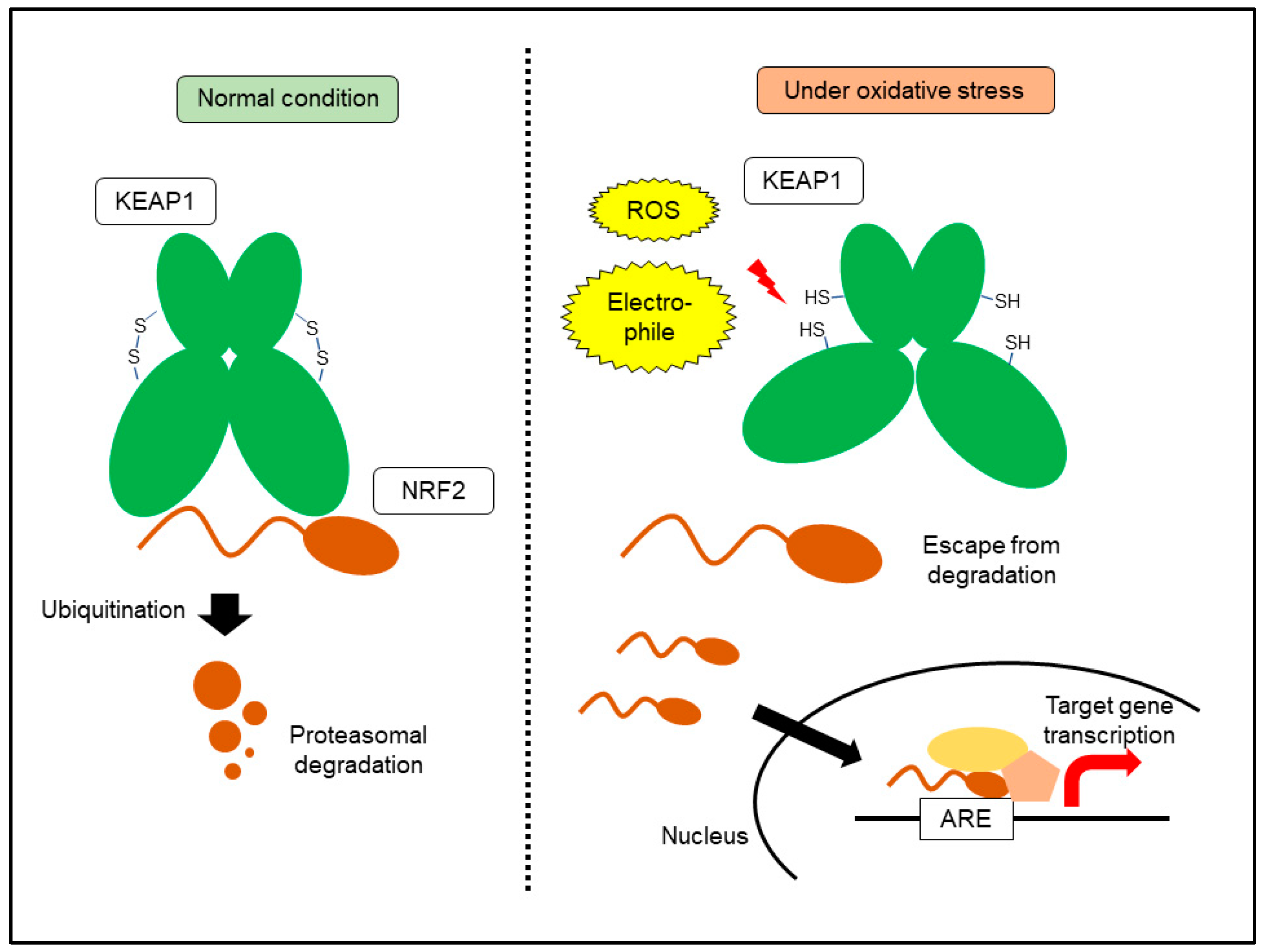 Cancers 14 00411 g003