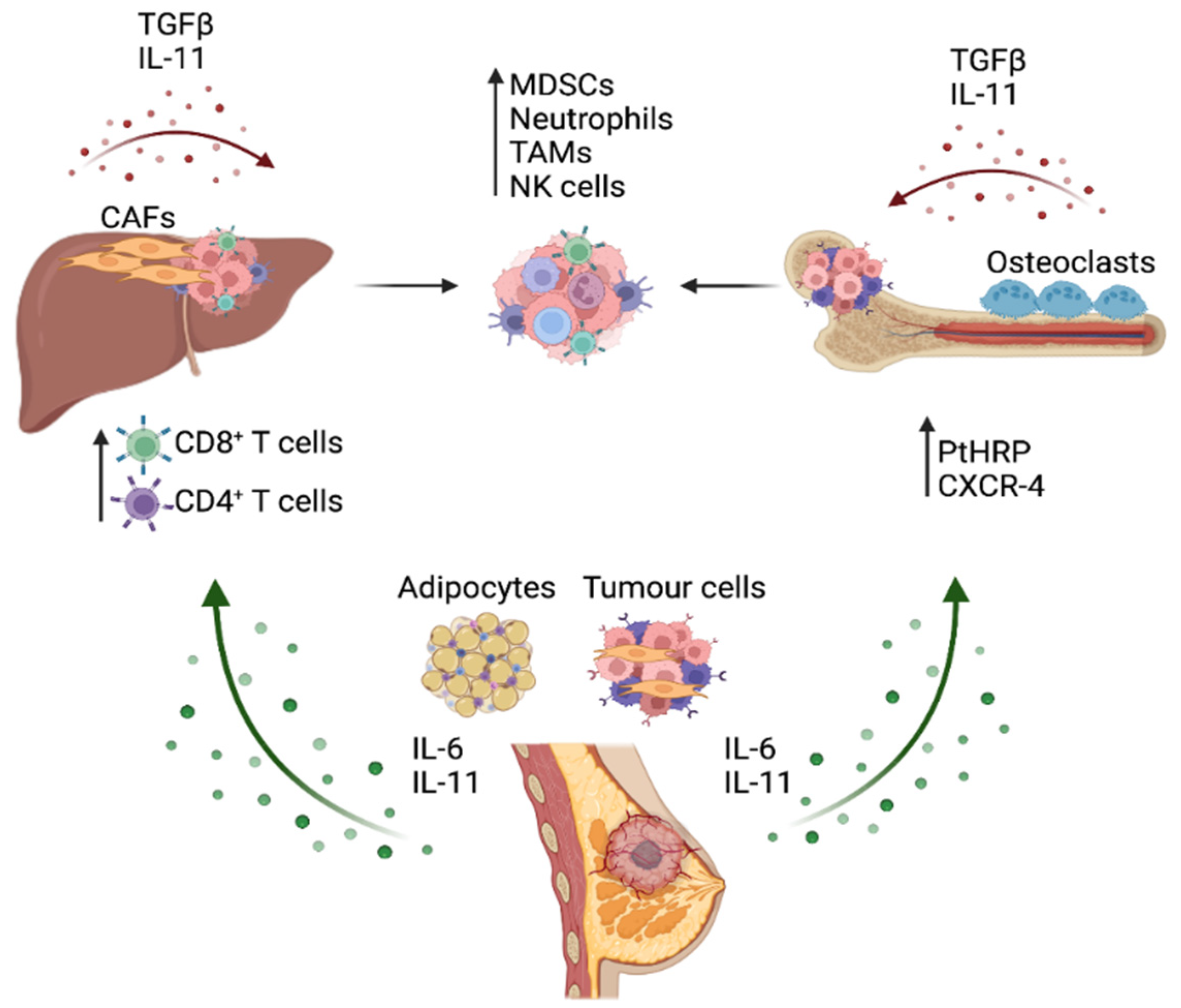 Cancers | Free Full-Text | STAT3 Signaling in Breast Cancer ...