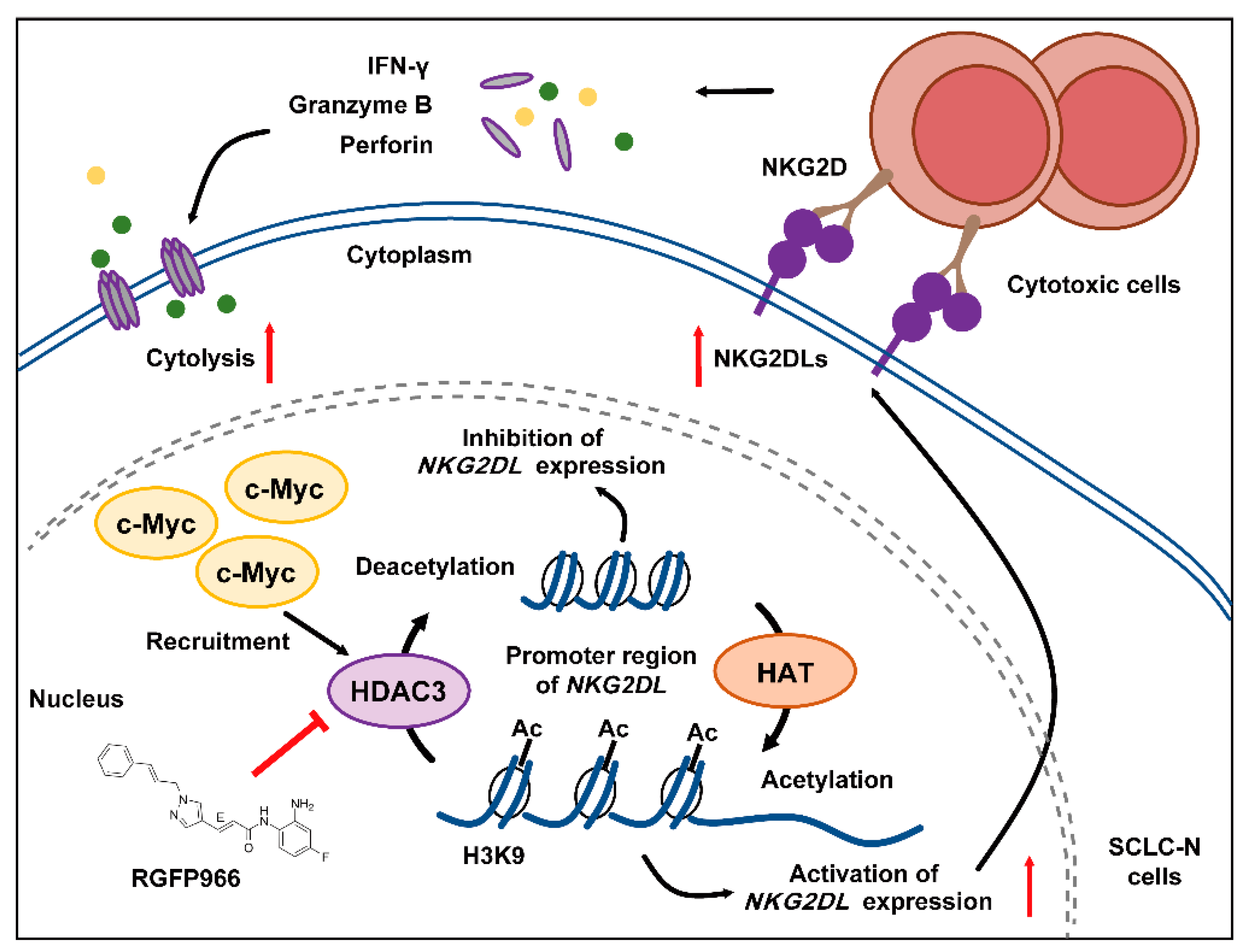 Cancers 14 00457 g006 Cancers 14 00457 g006