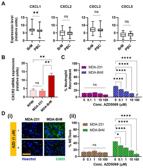 Blocking immunosuppressive neutrophils deters pY696-EZH2–driven brain  metastases