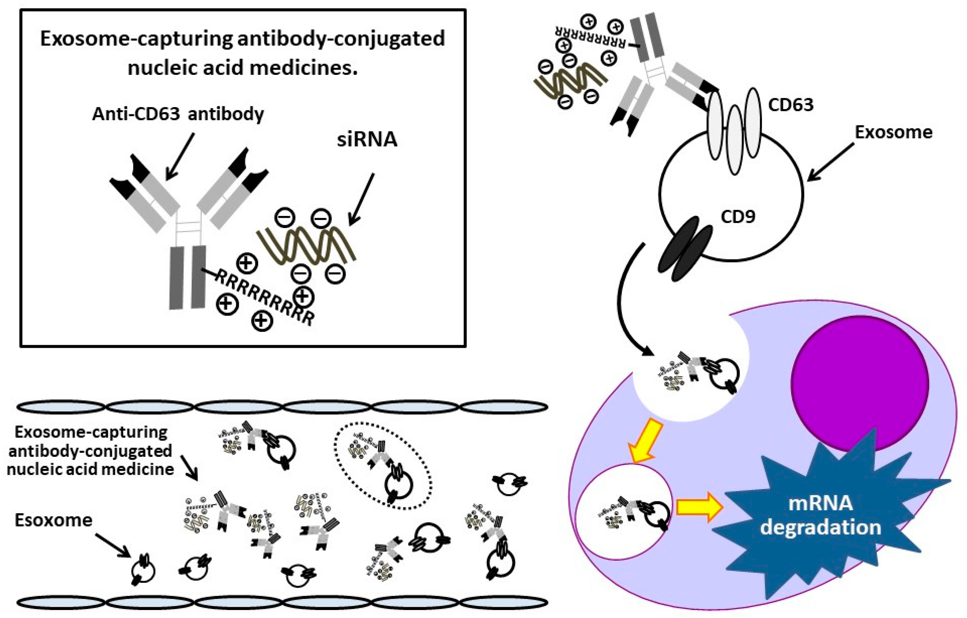 Cancers 14 00566 g001