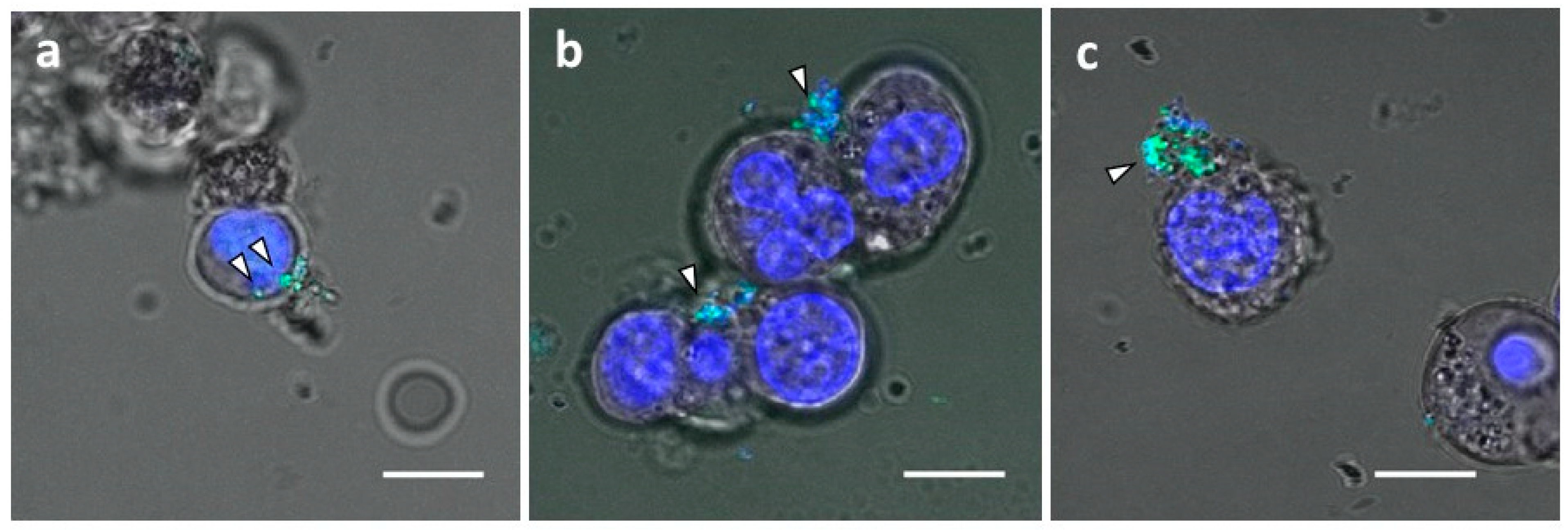 Cancers 14 00566 g006