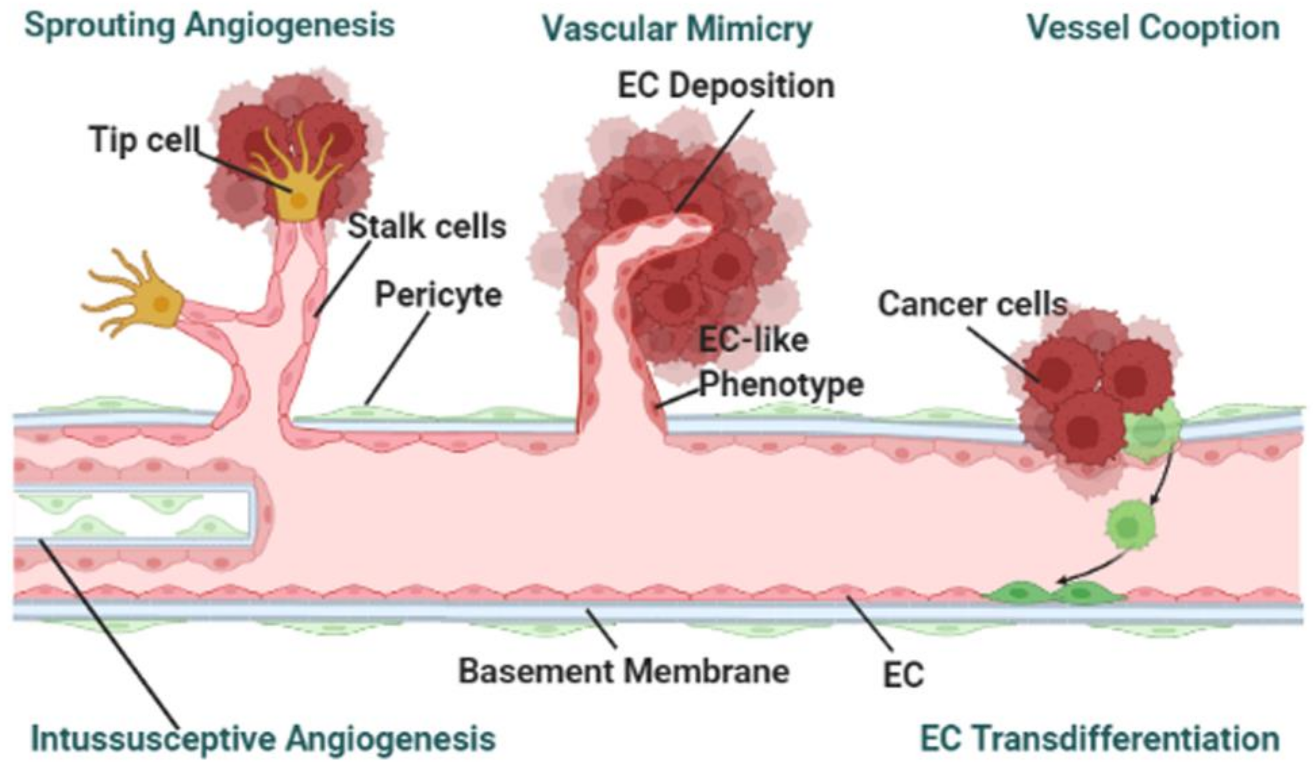 Cancers 14 00648 g003