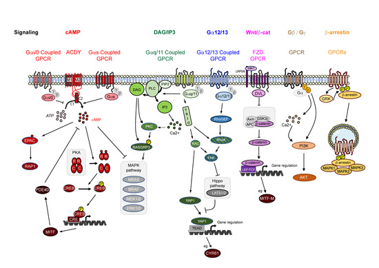 Cancers | Free Full-Text | Targeting GPCRs and Their Signaling as a  Therapeutic Option in Melanoma