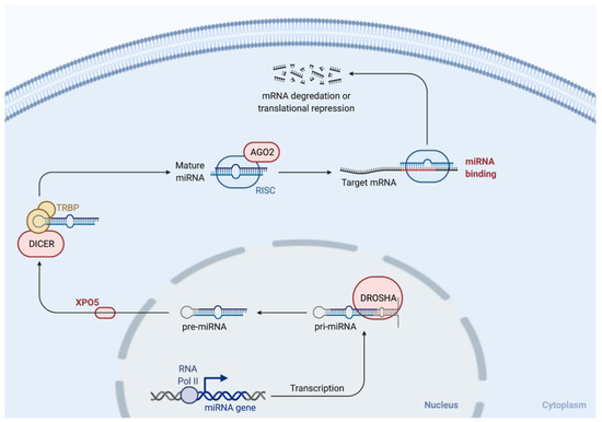 Cancers | Free Full-Text | MicroRNAs: Emerging Regulators of 