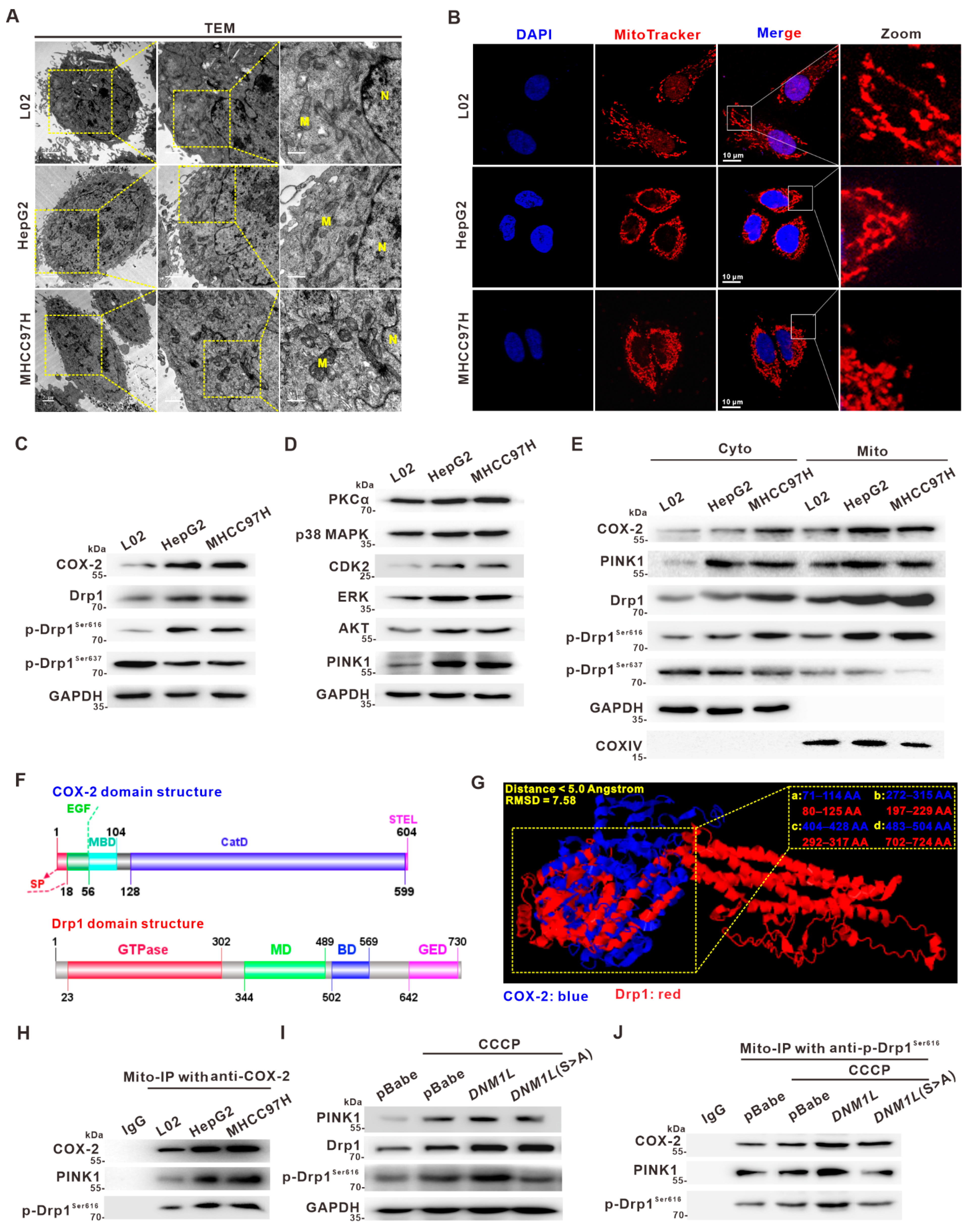 Cancers 14 00821 g002
