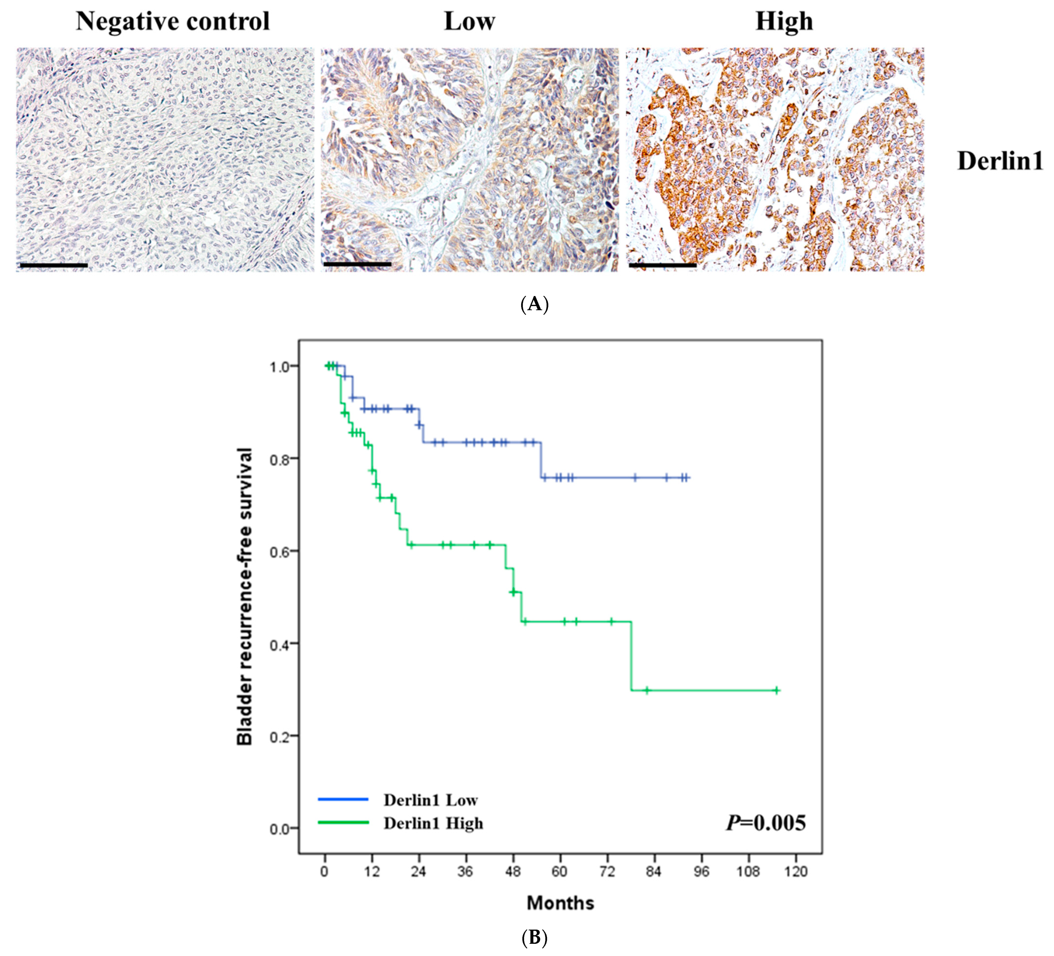 Cancers 14 00880 g001a