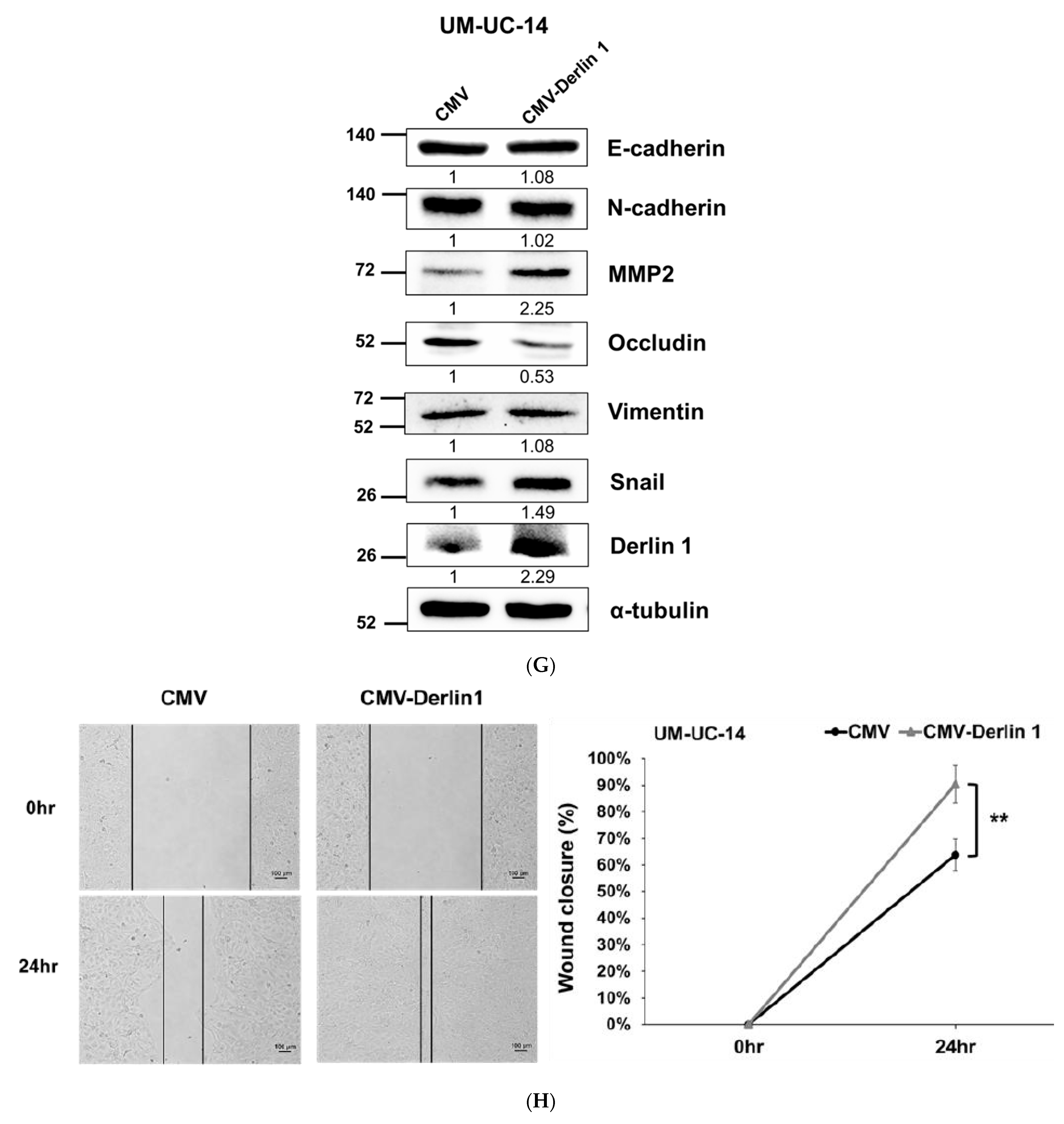 Cancers 14 00880 g002c