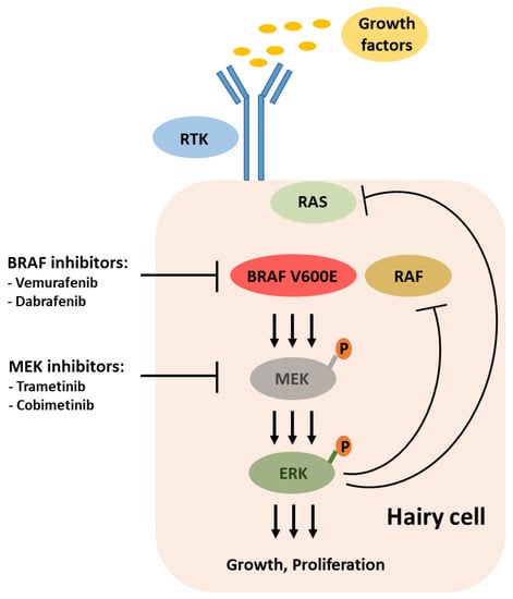 CLL Society Introduces the Protecting Innovation in Rare Cancers