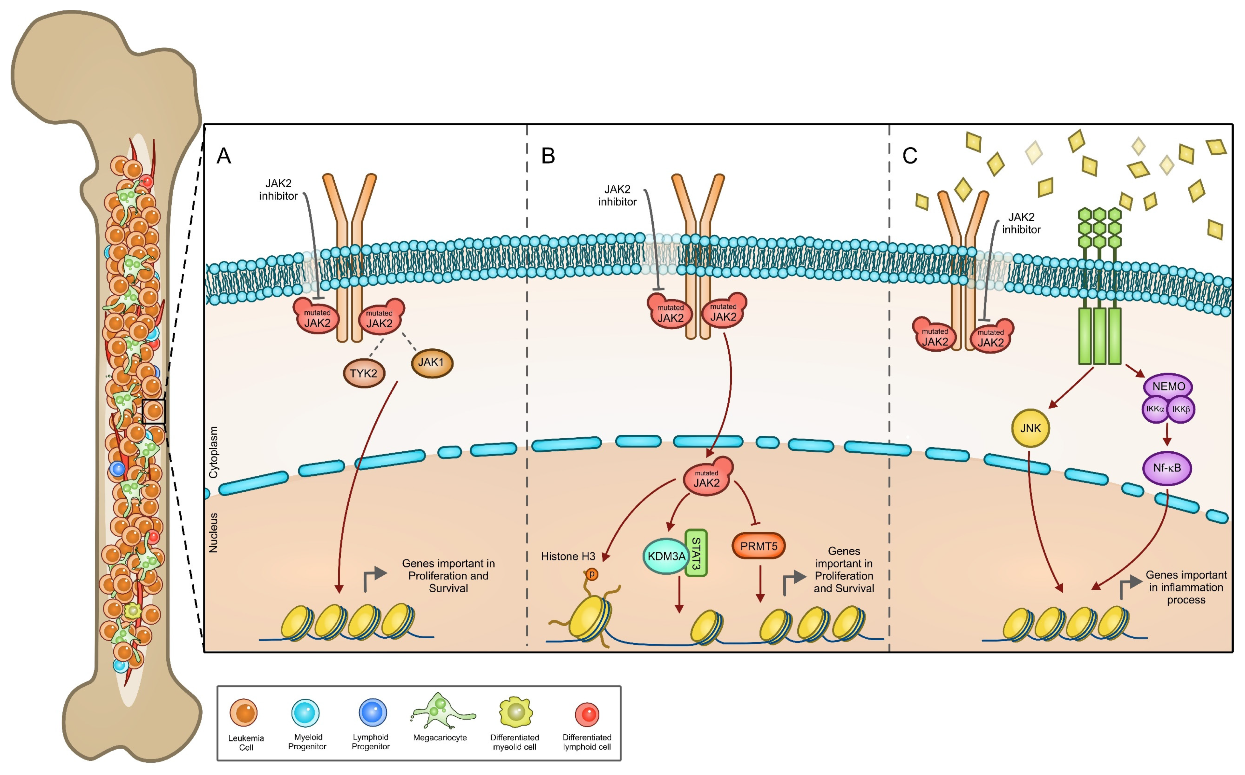 Cancers 14 00972 g003 Cancers 14 00972 g003