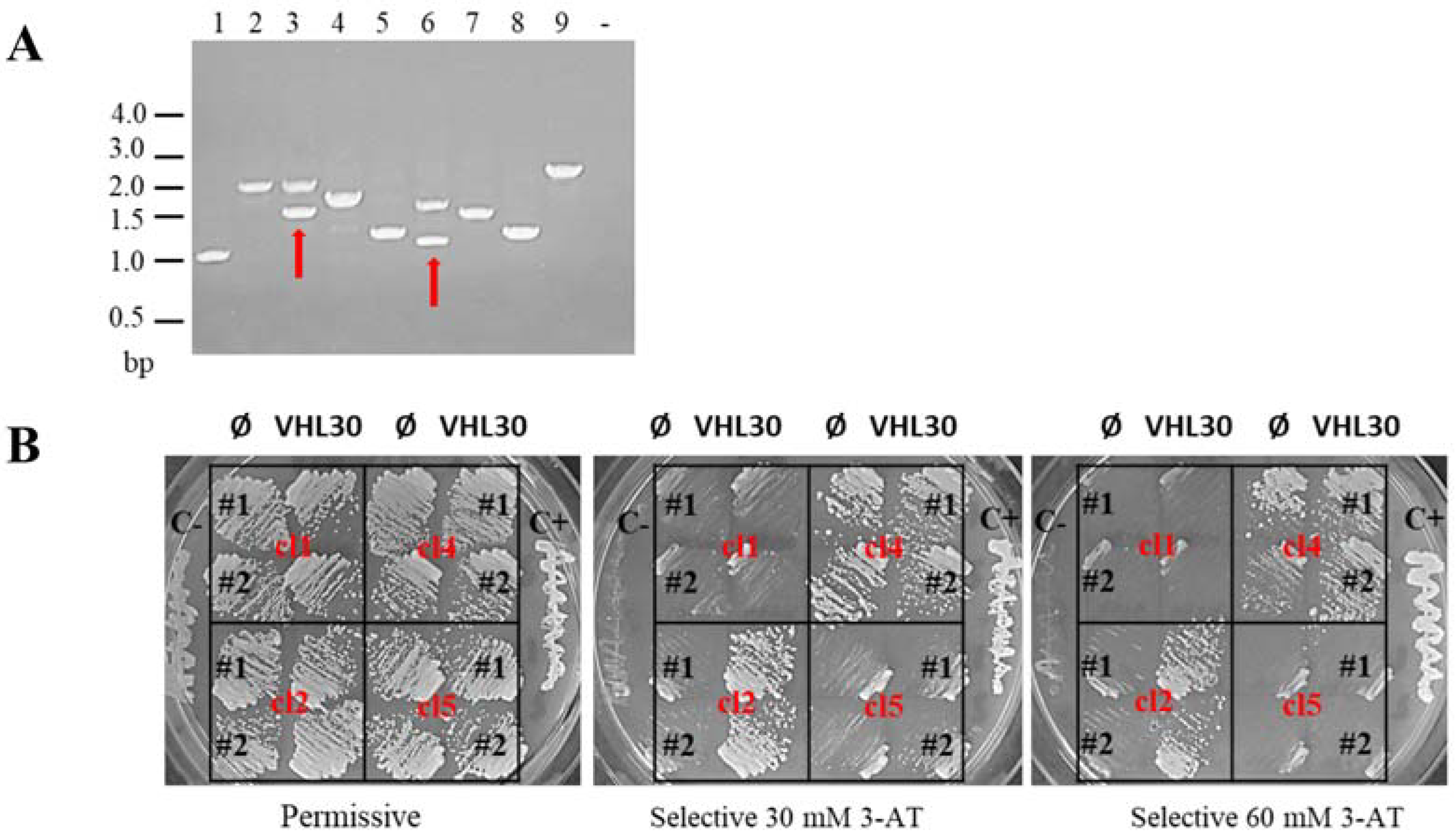 Cancers 14 01009 g001