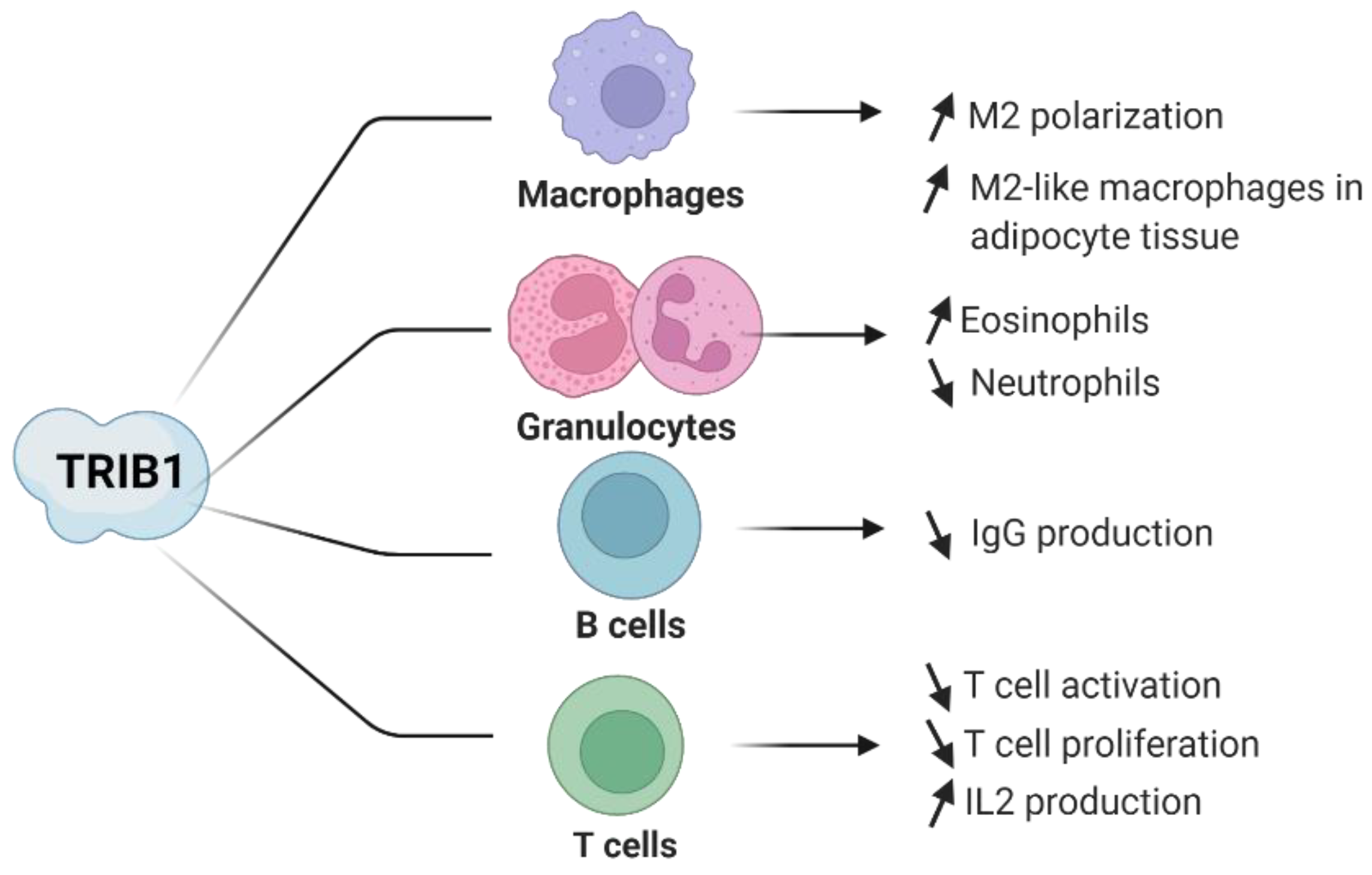 Cancers 14 01011 g003