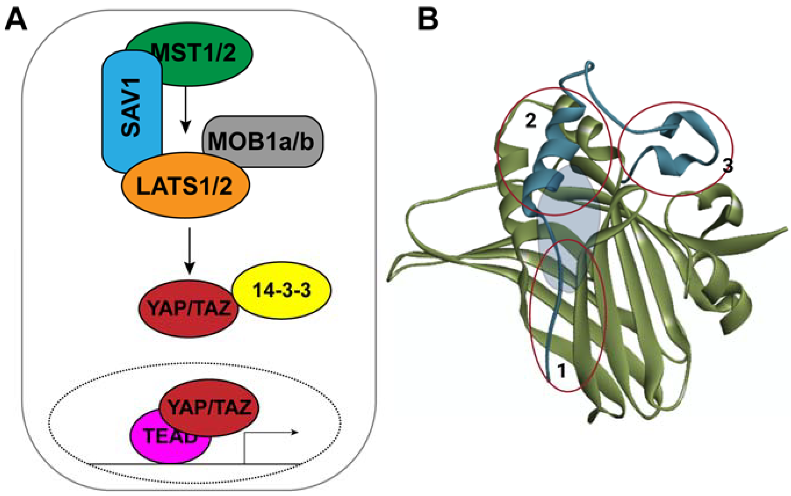 Cancers 14 01029 g001