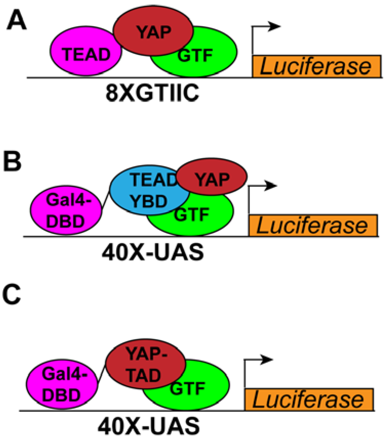 Cancers 14 01029 g002