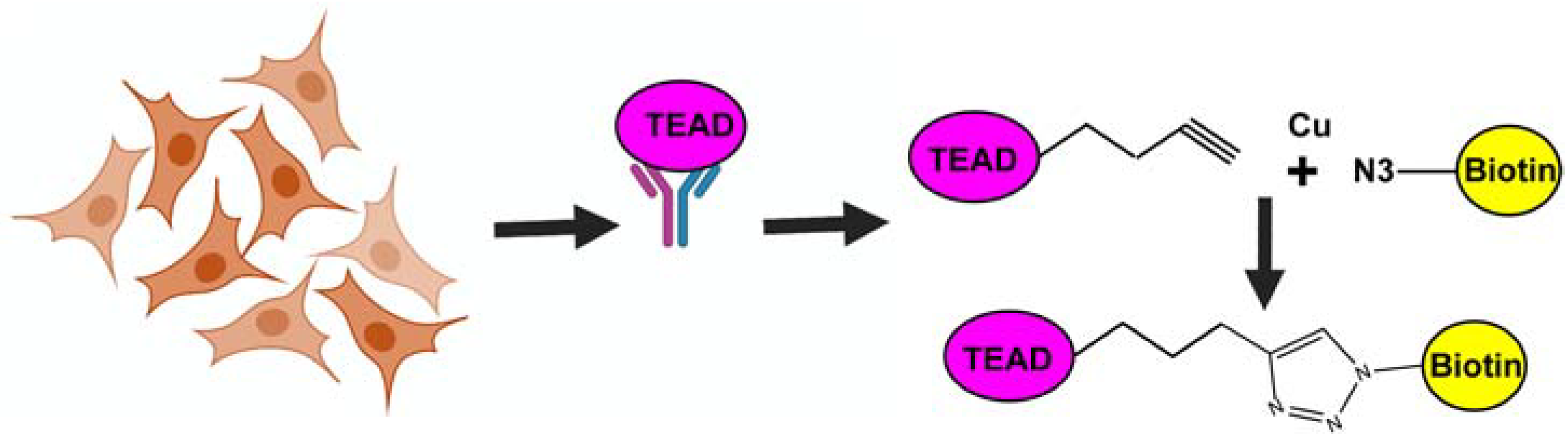 Cancers 14 01029 g004